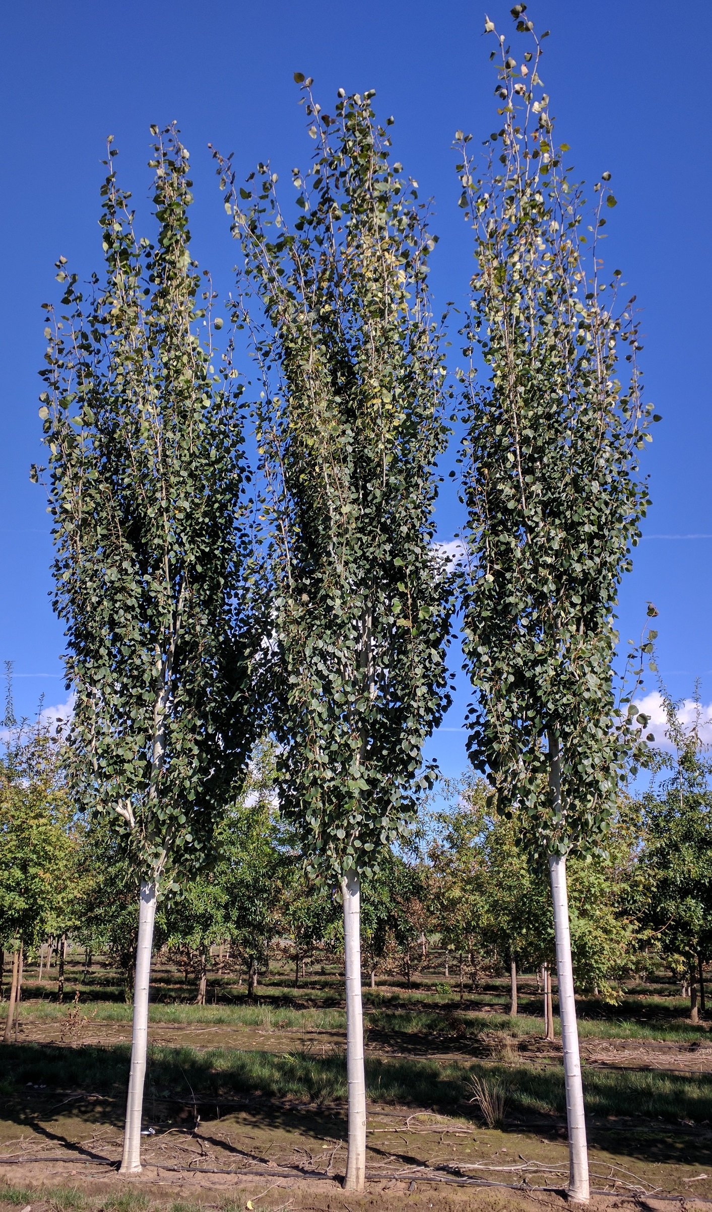 Mountain Sentinel® Aspen | Populus tremuloides 'JFS-Column' — Northwest ...