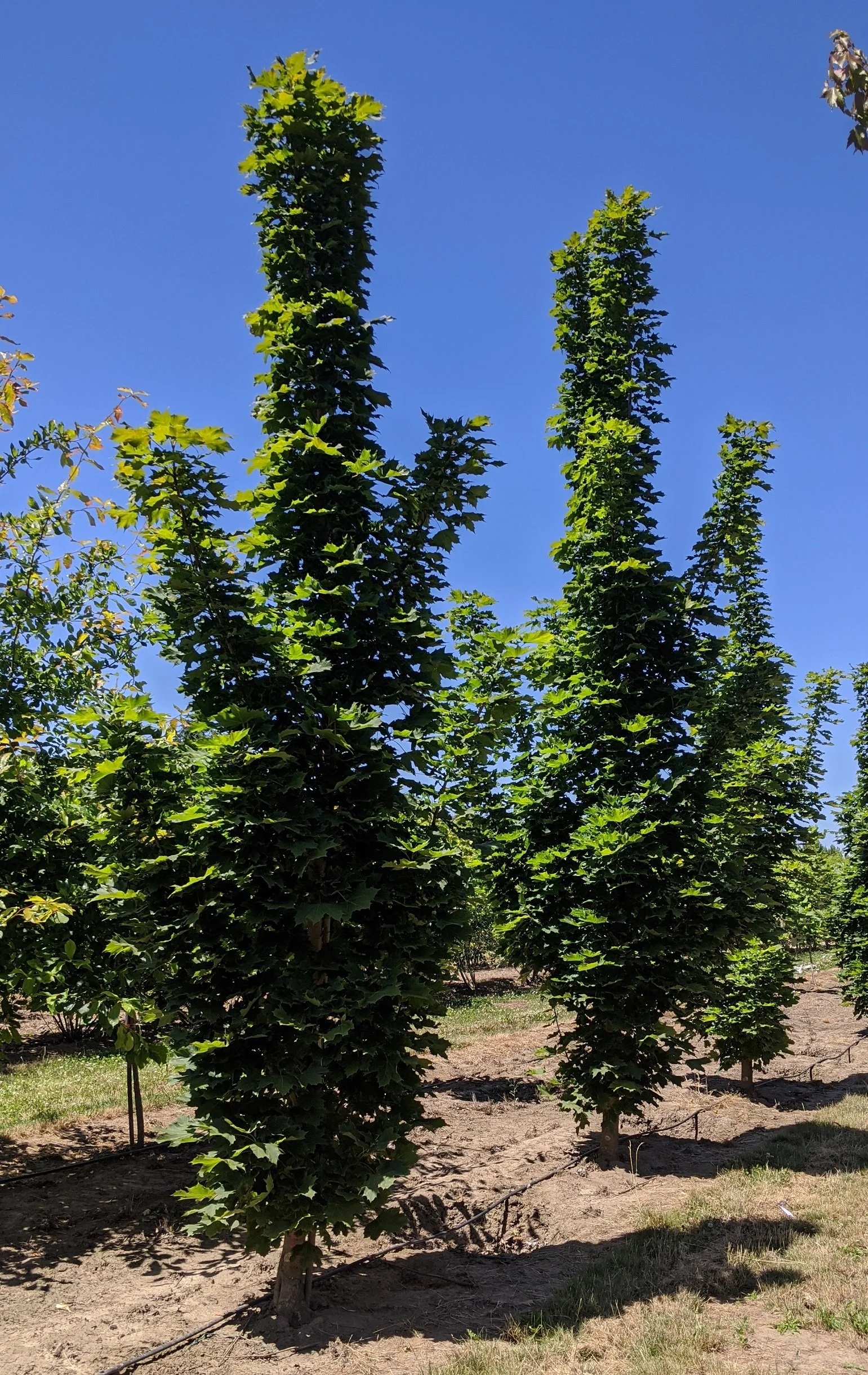 Columnar Tree Column Columnar Norway Maple | Acer platanoides 'Columnare' — Northwest Shade ...