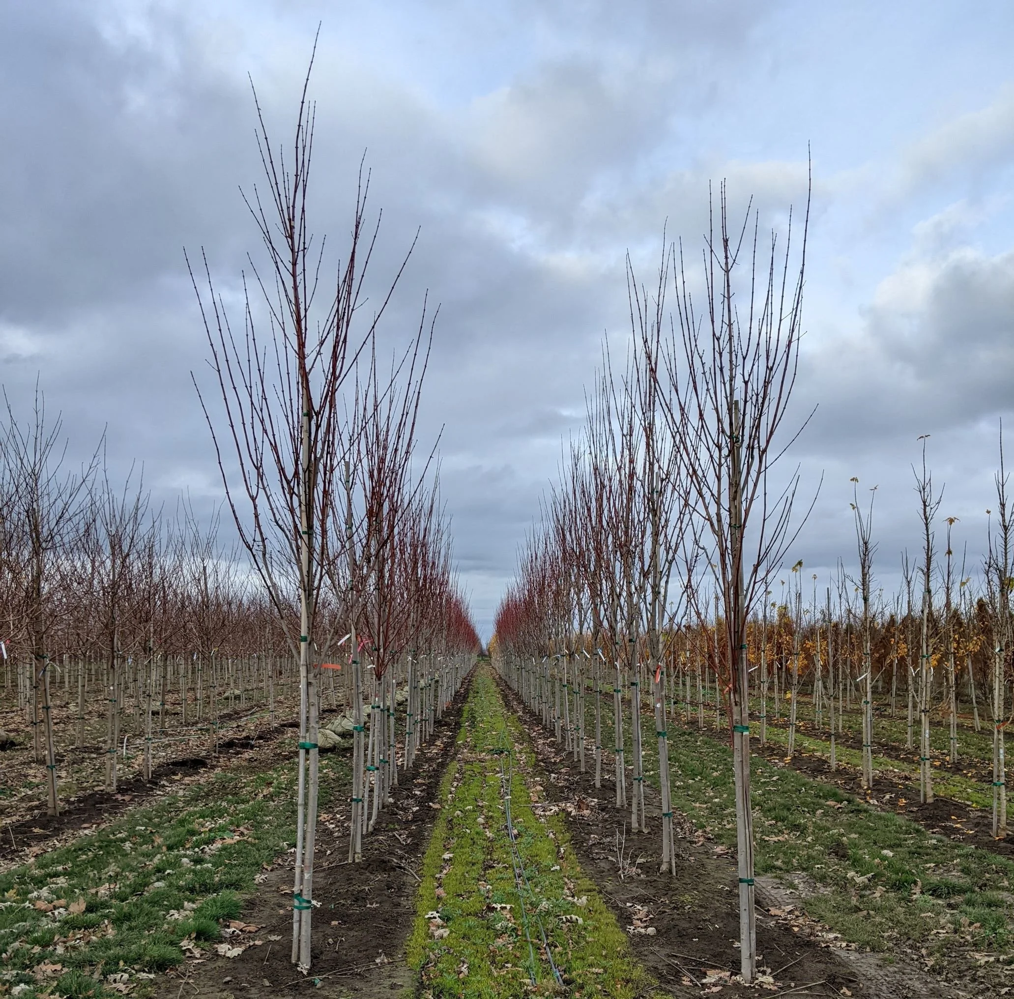 Red Rocket Maple | Acer rubrum 'Red Rocket' — Northwest Shade Trees