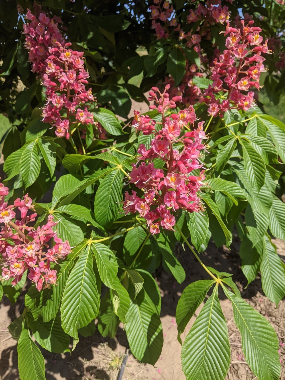Red Horse Chestnut