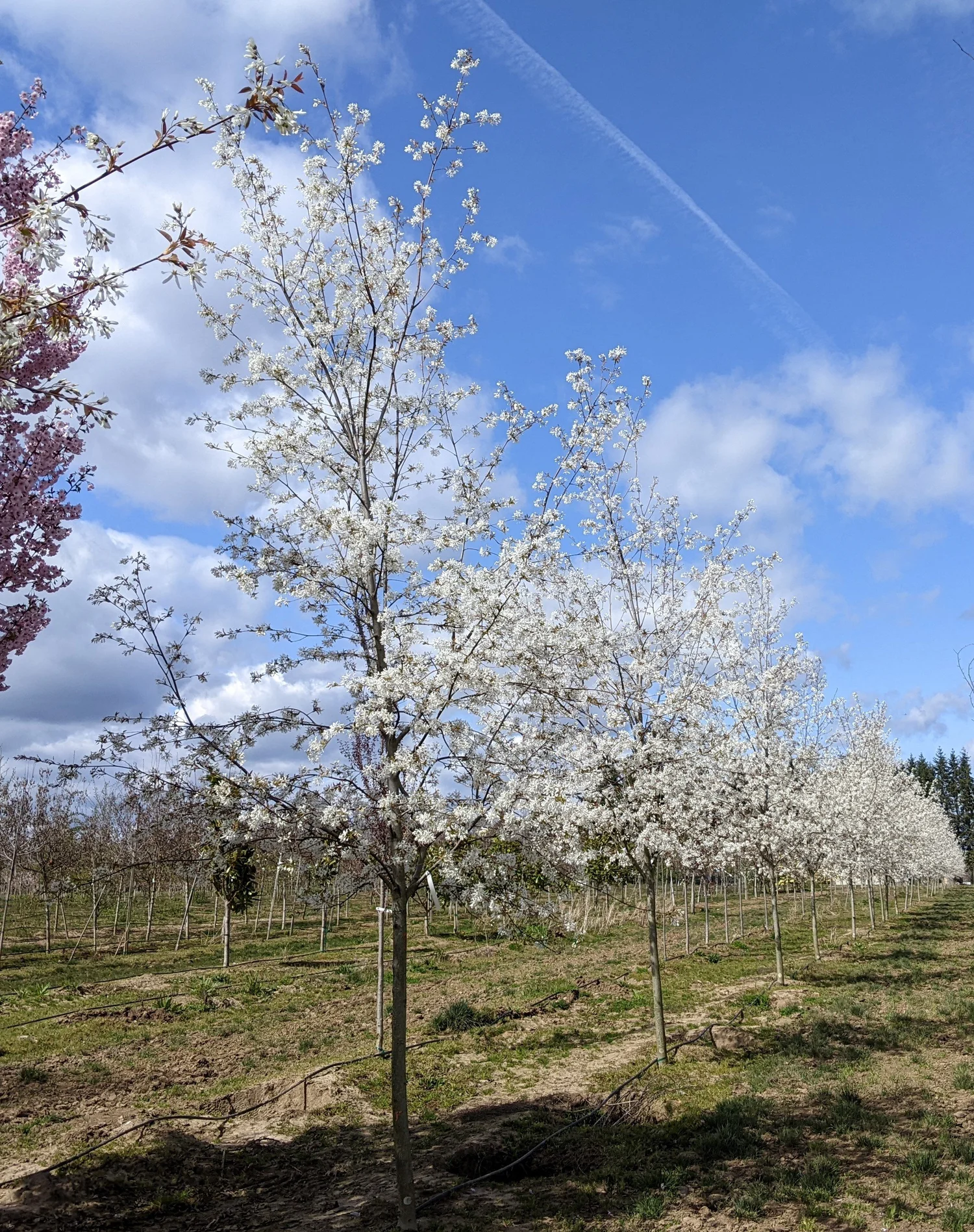 What Is An Amelanchier Tree