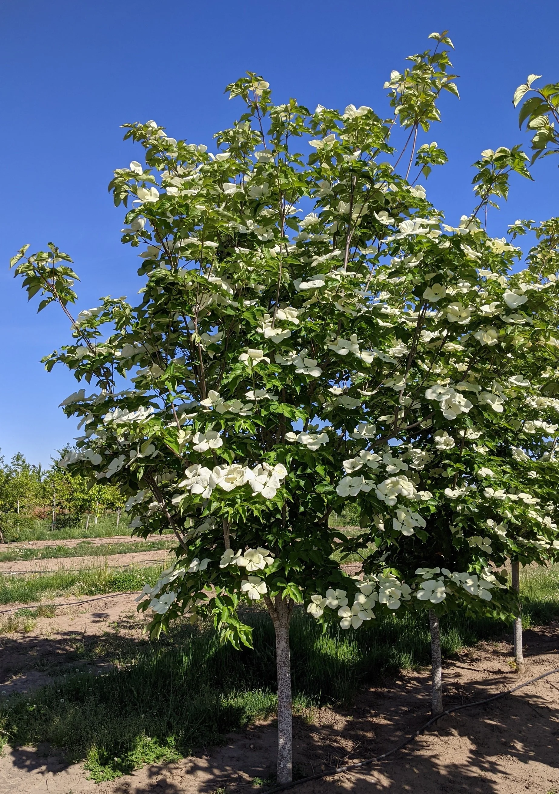Venus® Dogwood | Cornus kousa x nuttallii 'KN 30-8' — Northwest Shade Trees