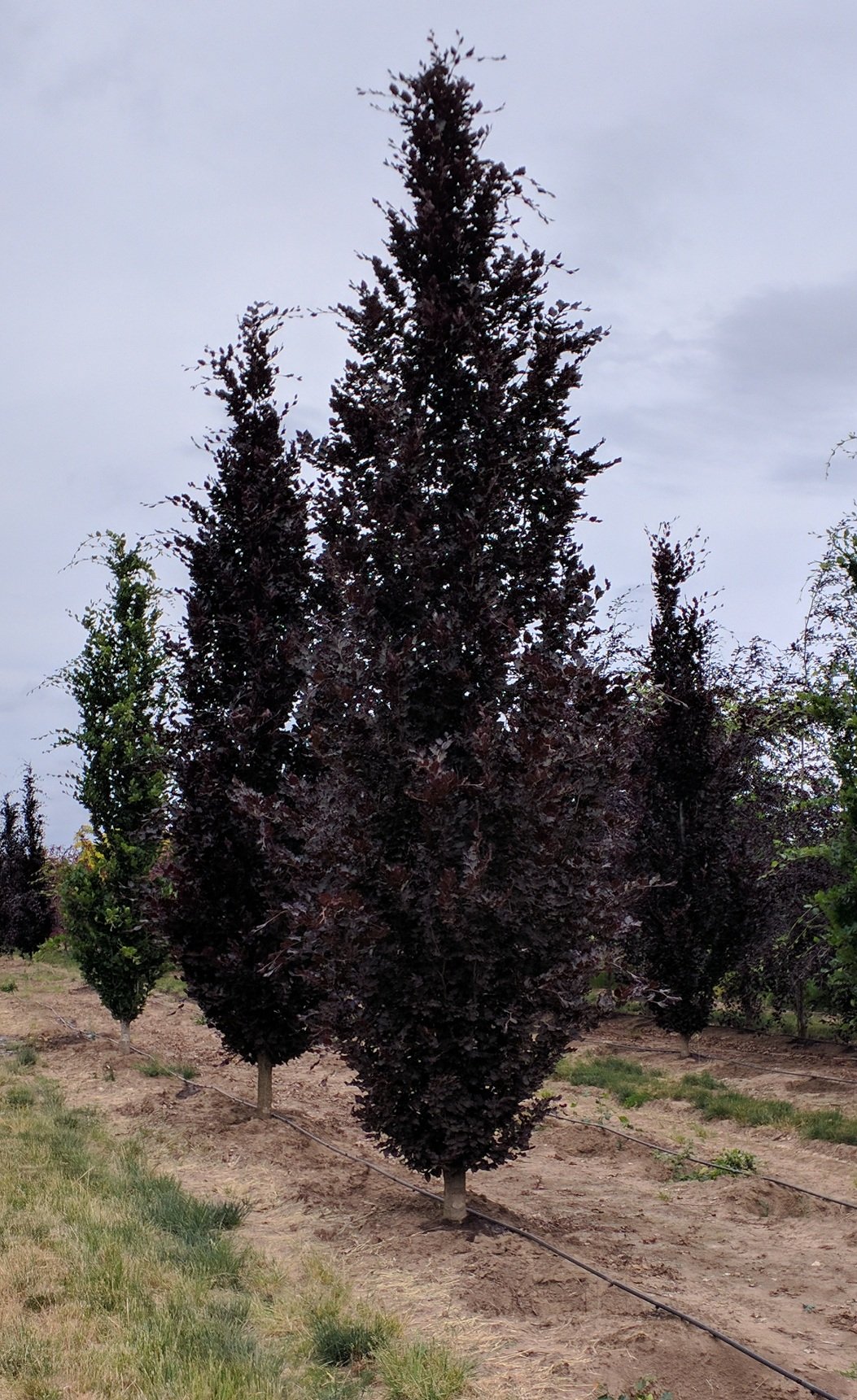 Red Beech Red Obelisk Beech | Fagus sylvatica 'Red Obelisk' — Northwest Shade Trees