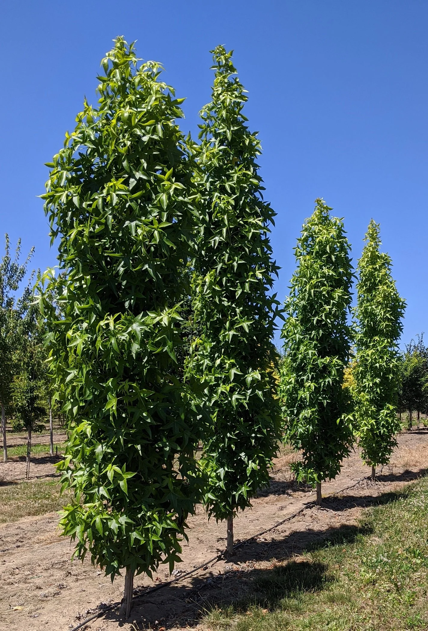 Styraciflua Tree Slender Silhouette Sweetgum | Liquidambar styraciflua 'Slender ...