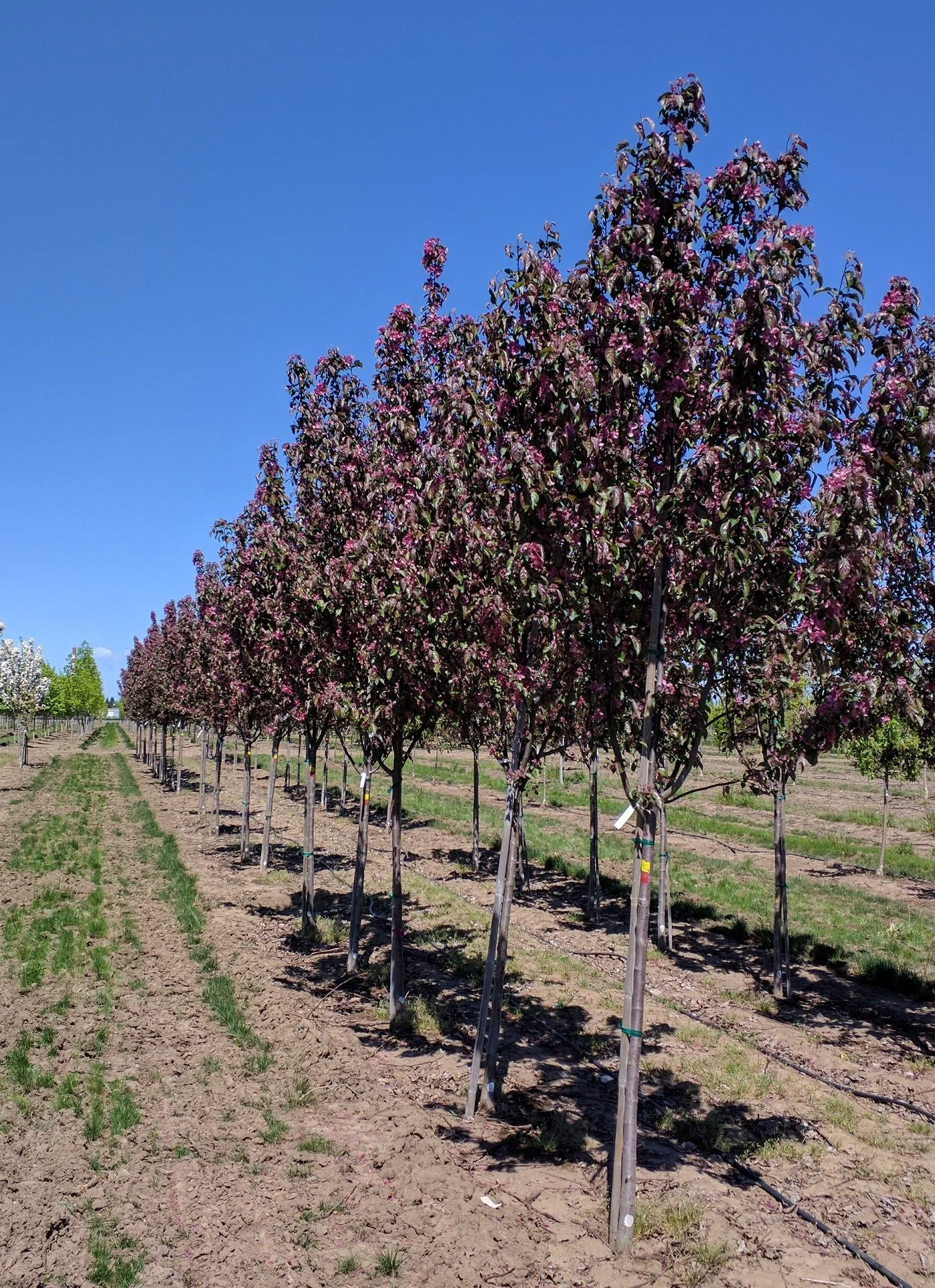 Barron Tree Red Barron Crabapple | Malus 'Red Barron' — Northwest Shade Trees