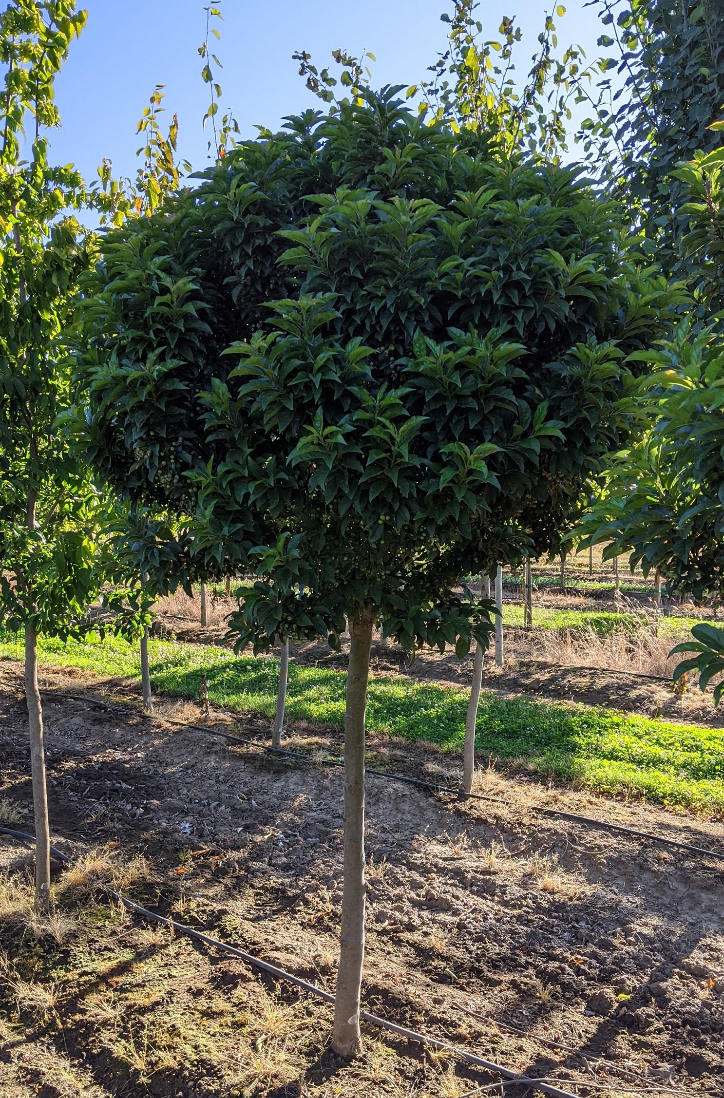 Malus Sparkling Sprite® Crabapple 'JFSKW27' — Northwest Shade Trees
