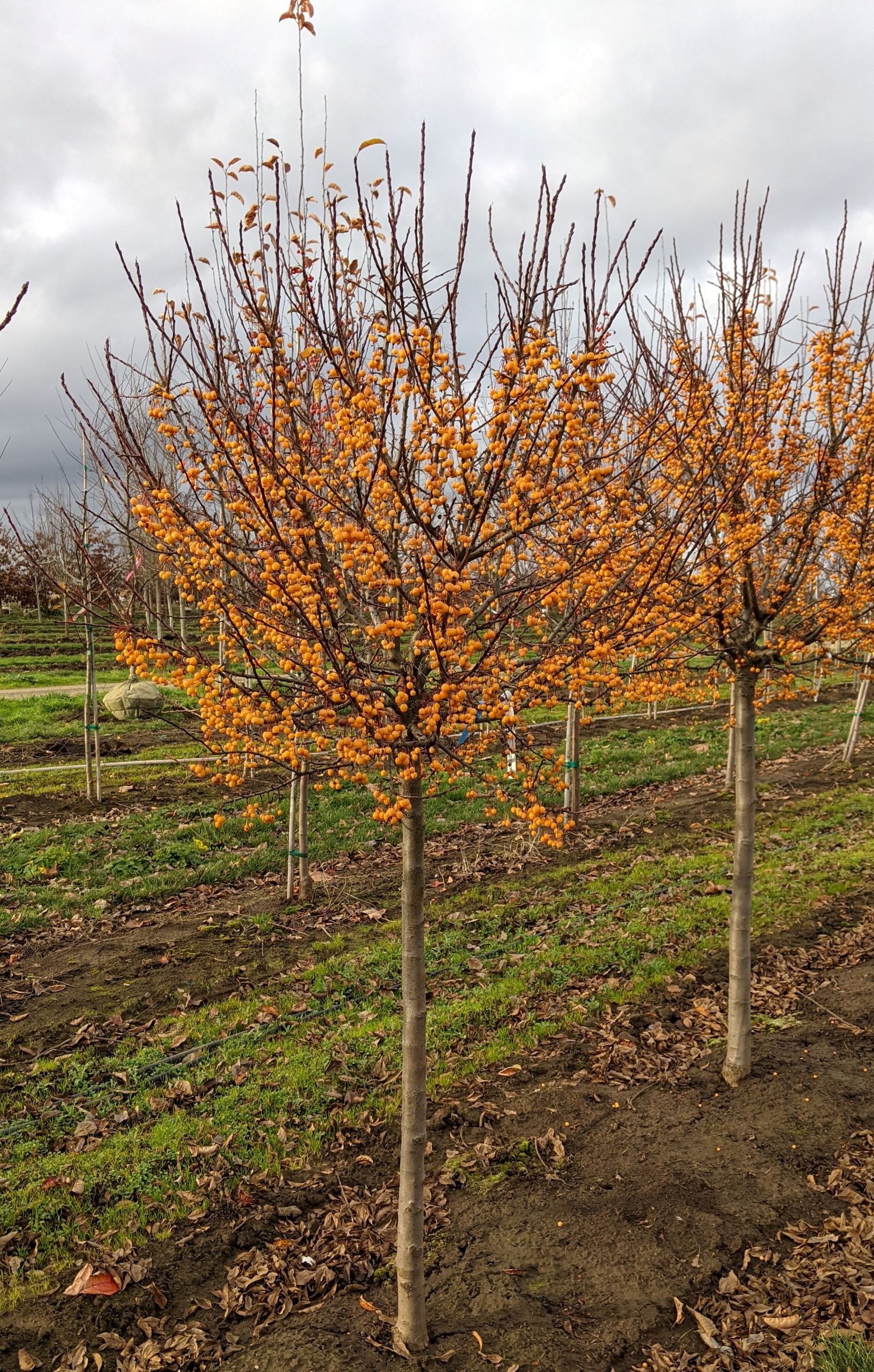 Malus Sparkling Sprite® Crabapple 'JFSKW27' — Northwest Shade Trees