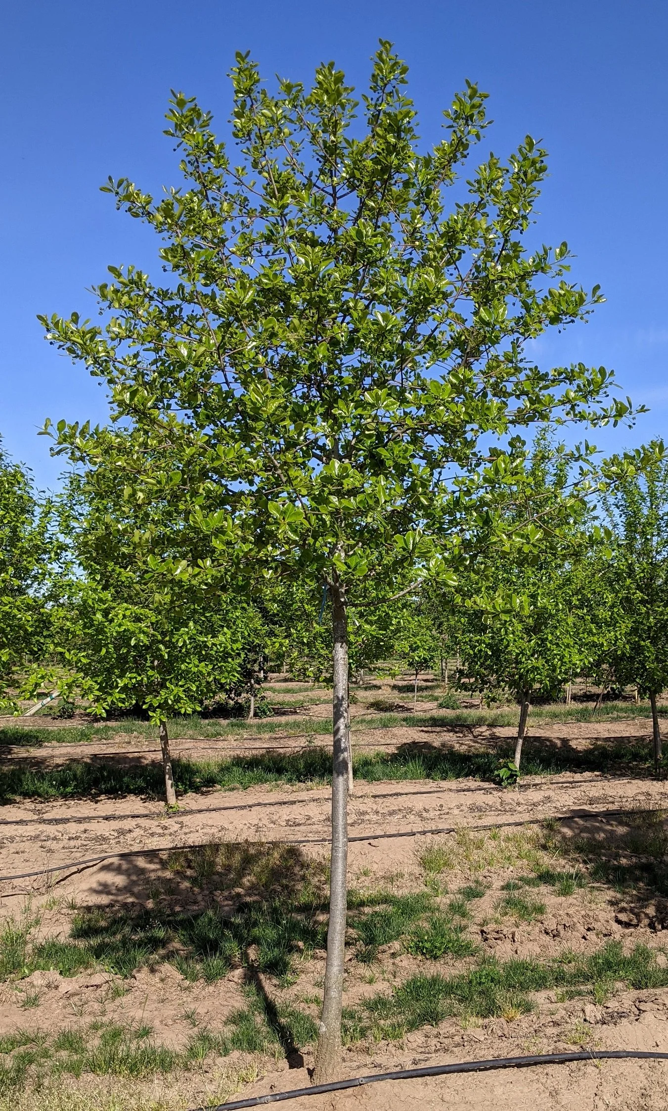 Gum Drop® Tupelo | Nyssa sylvatica 'JFS-PN Legacy1' — Northwest Shade Trees