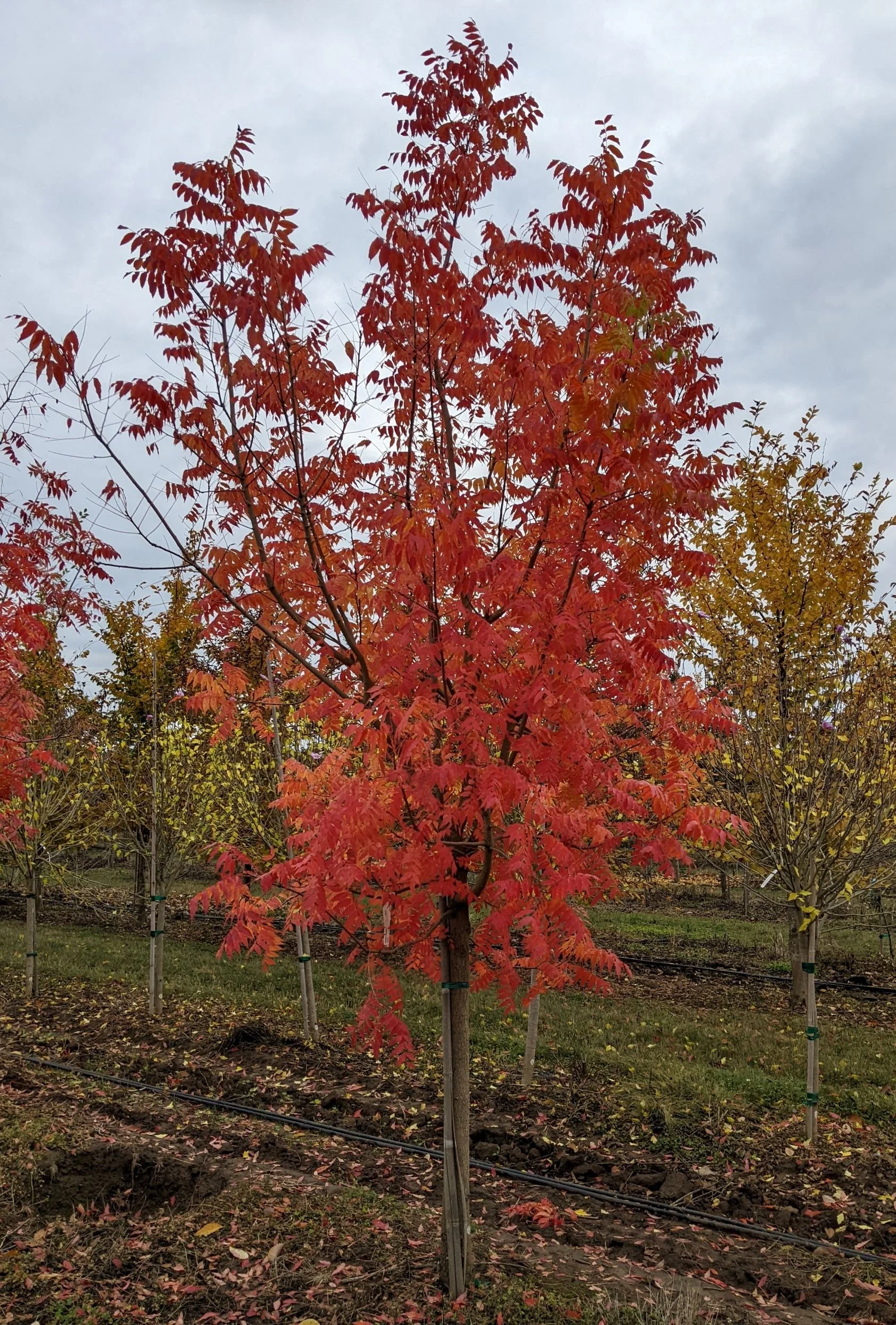 Chinese Pistache | Pistacia chinensis — Northwest Shade Trees