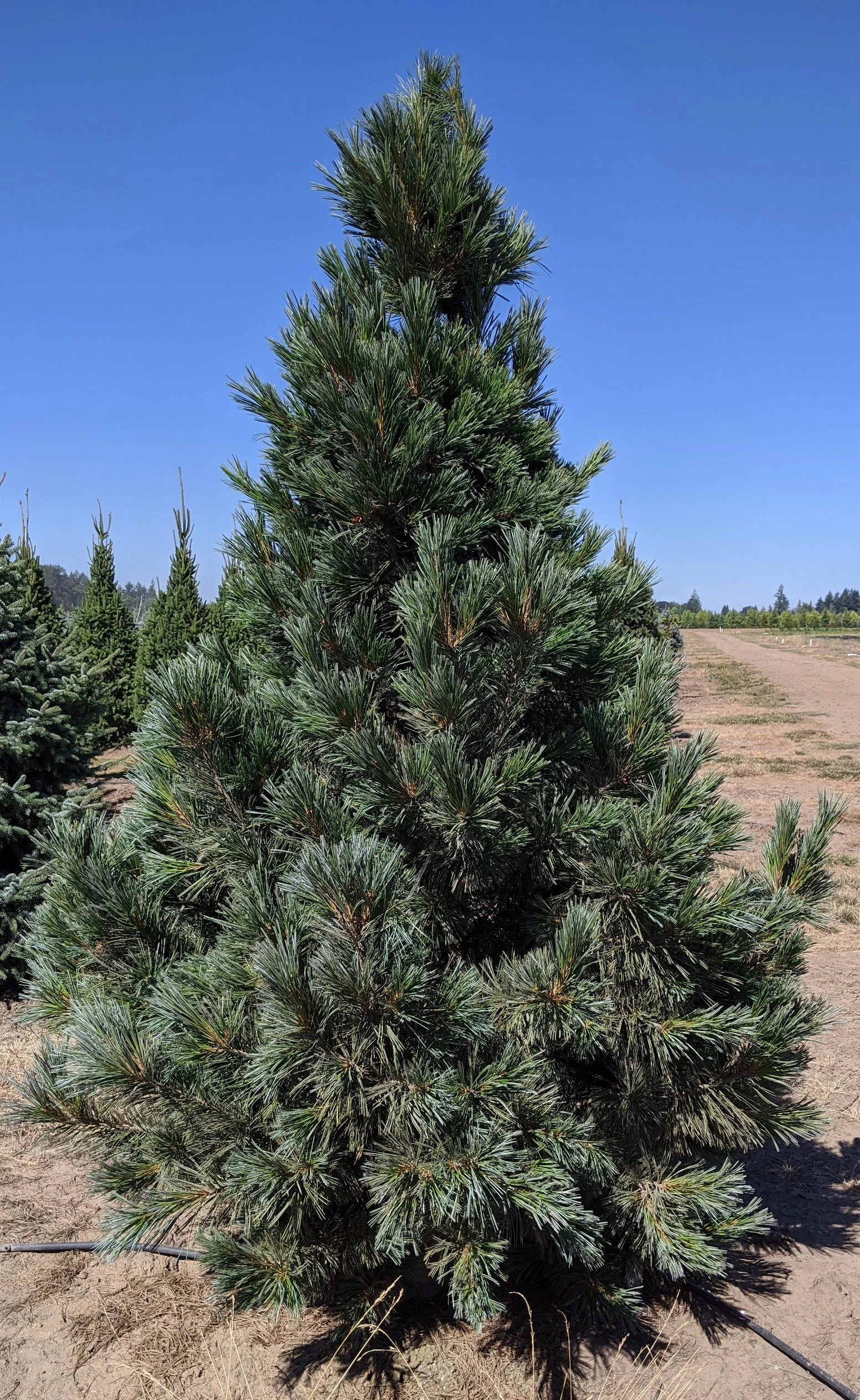 Pinus flexilis 'Vanderwolf's Pyramid' | Limber Pine 'Vanderwolf's ...