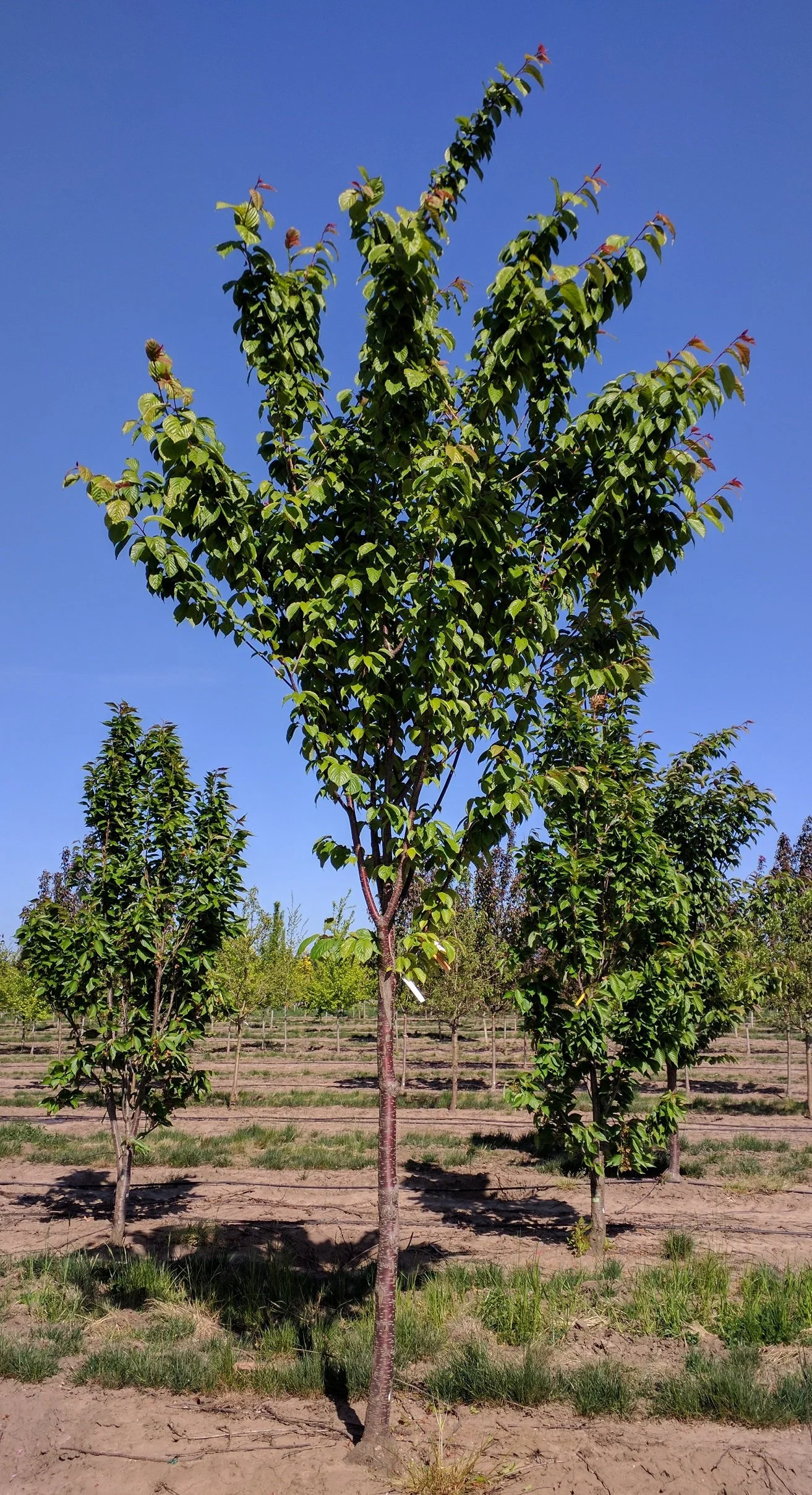 Prunus sargentii 'Columnaris' | Sargent Cherry 'Columnaris' — Northwest ...