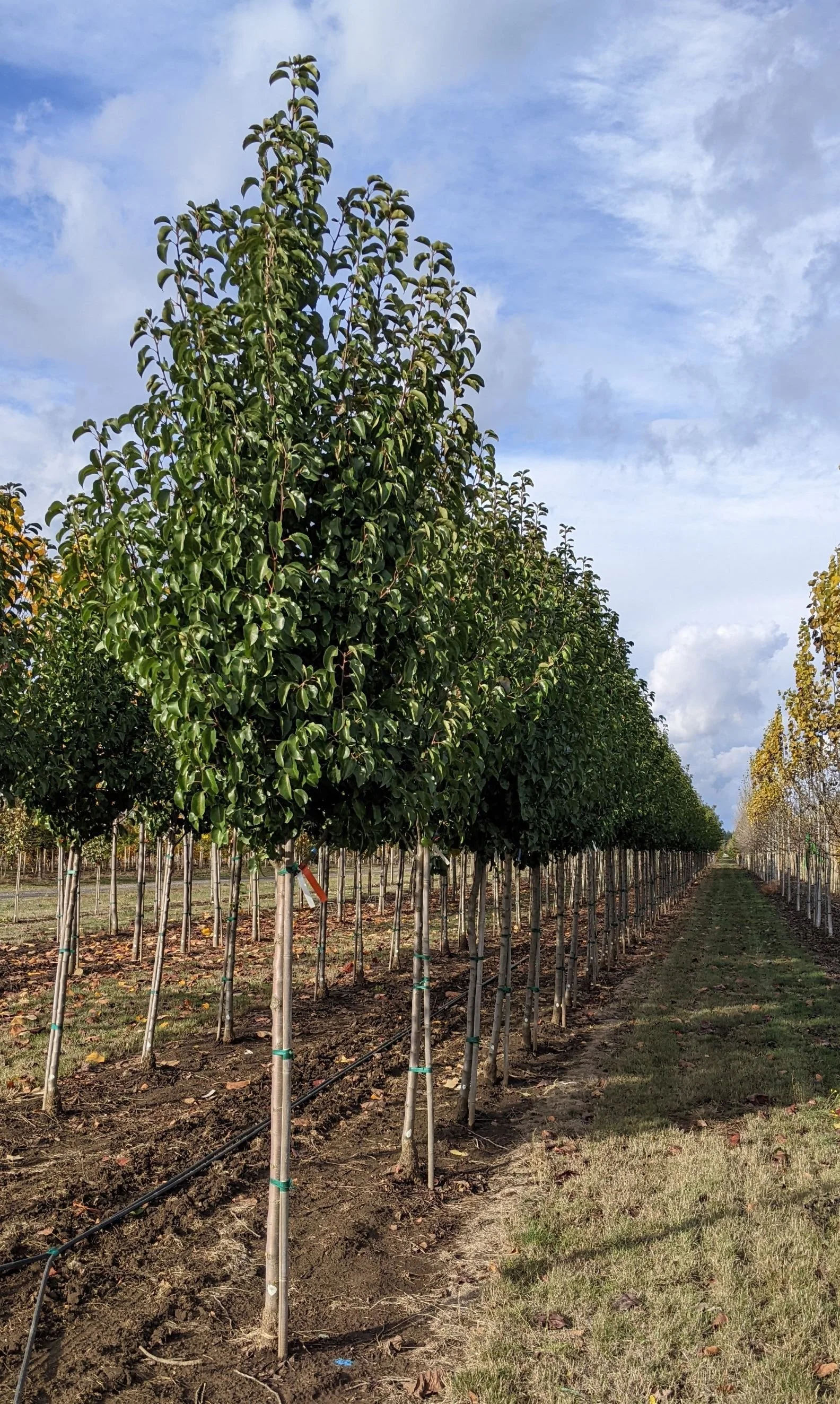 Chantaclear Tree Chanticleer® Pear | Pyrus calleryana 'Glen's Form' — Northwest Shade Trees
