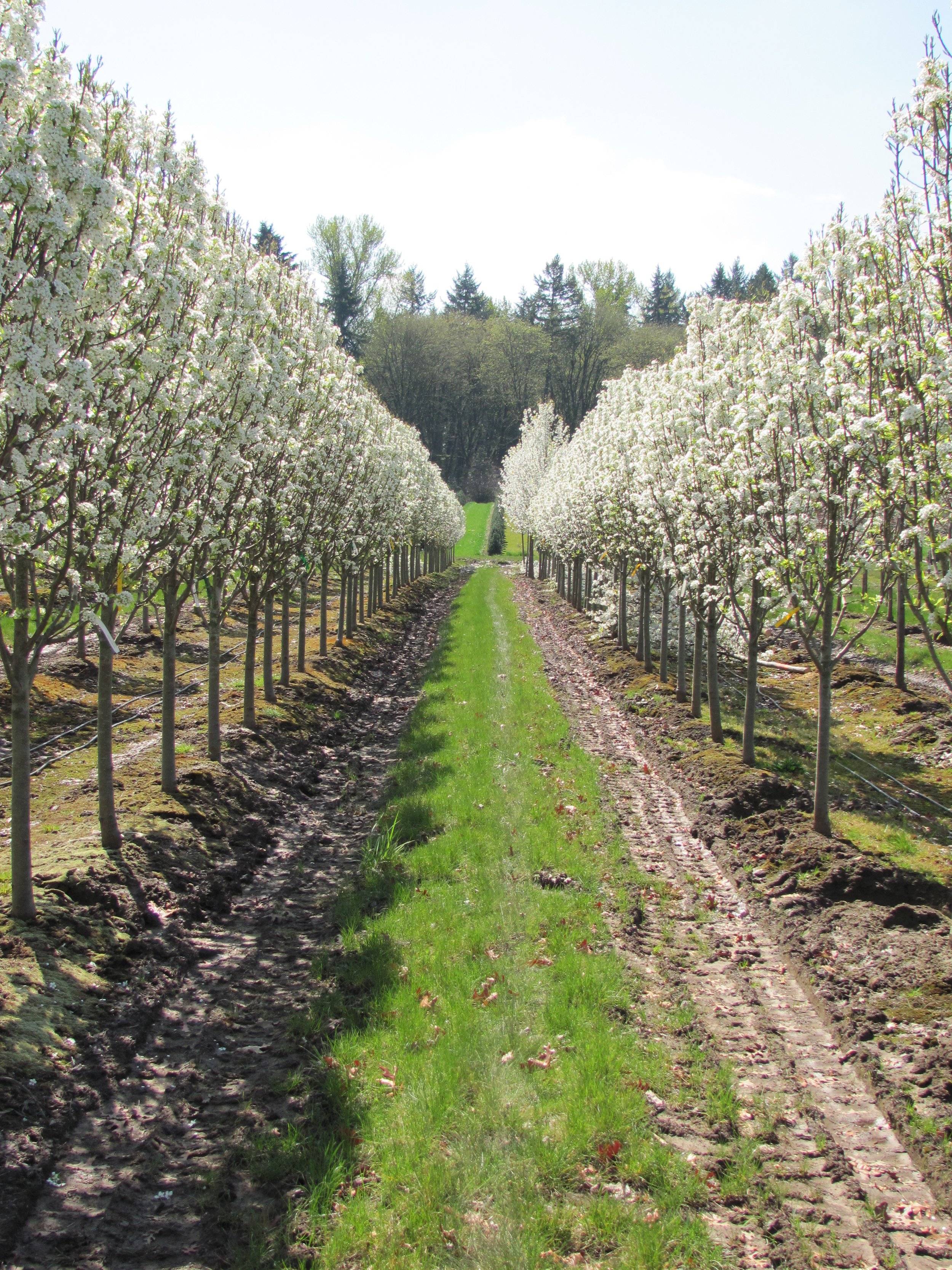 Jack® Pear | Pyrus calleryana 'Jaczam' — Northwest Shade Trees