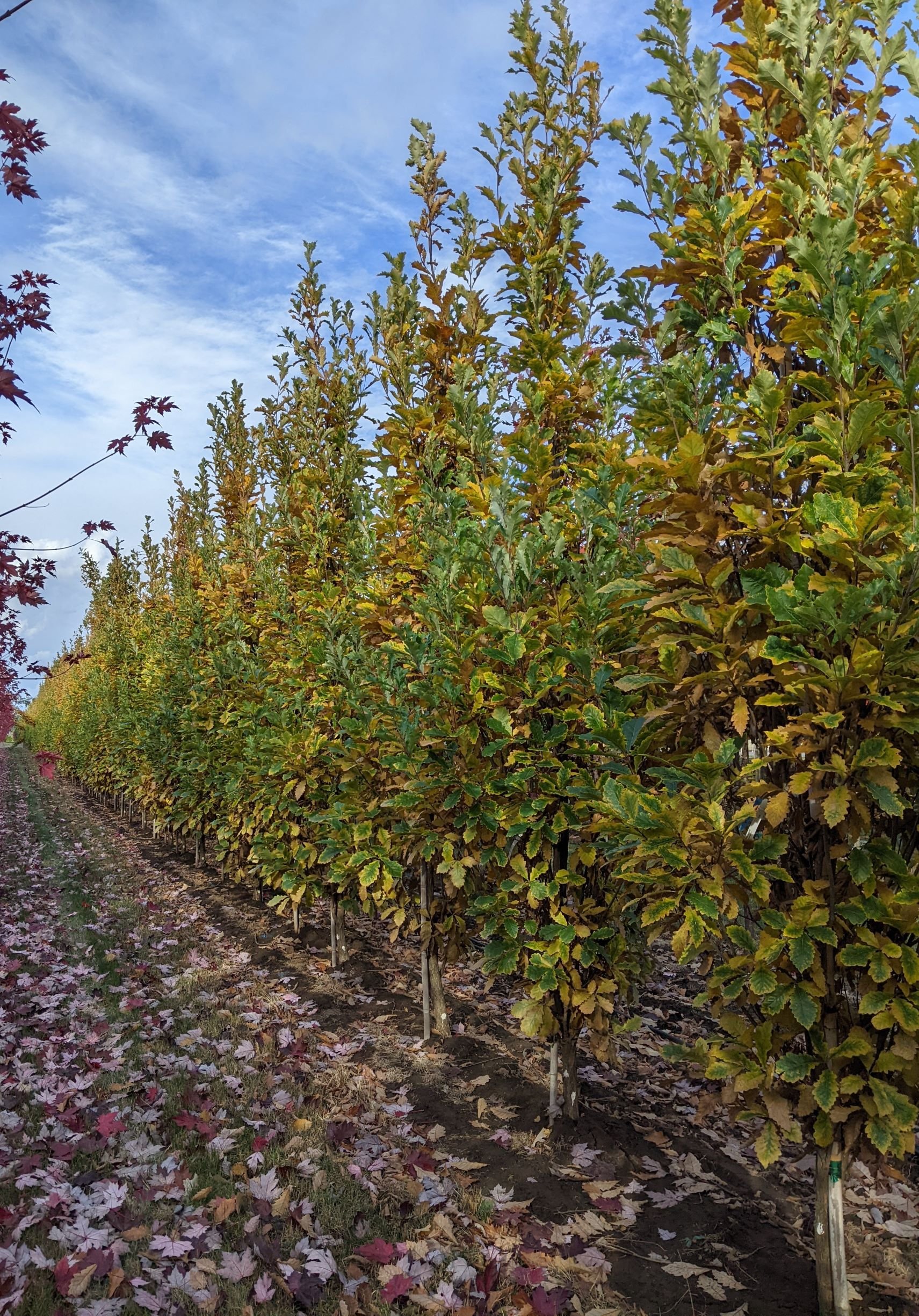 Beacon® Oak | Quercus bicolor 'Bonnie and Mike' — Northwest Shade Trees