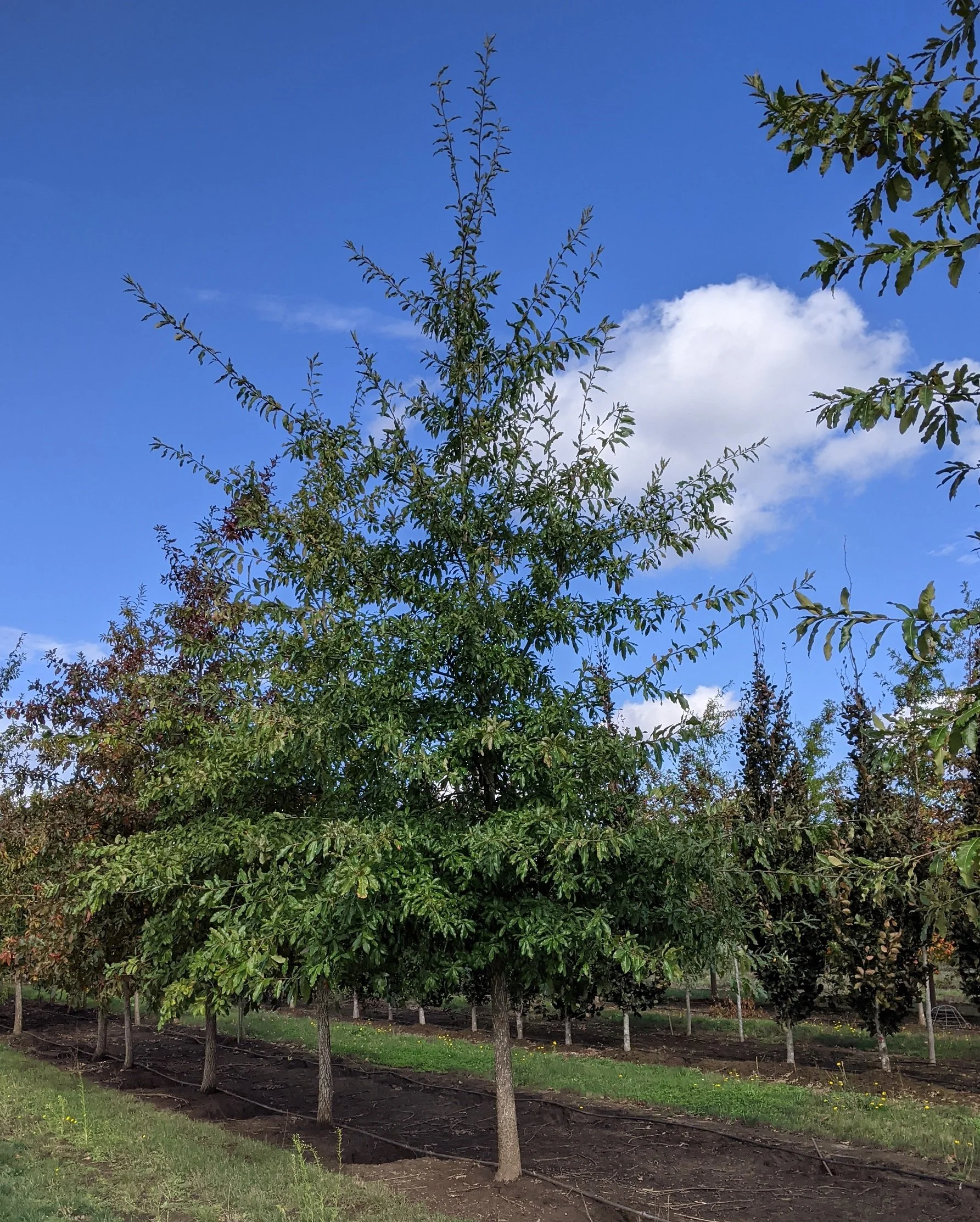 Shingle Oak | Quercus imbricaria — Northwest Shade Trees