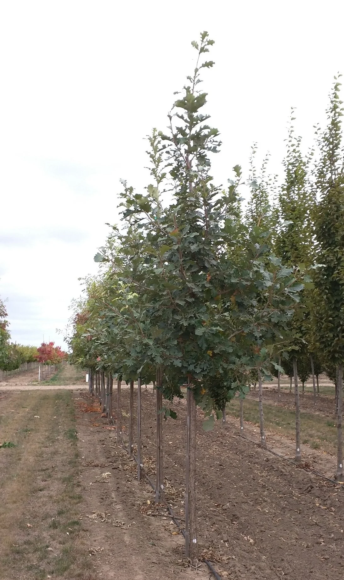 Pinnacle Tree Quercus macrocarpa Urban Pinnacle® | Bur Oak 'JFS-KW3' PP22815 ...