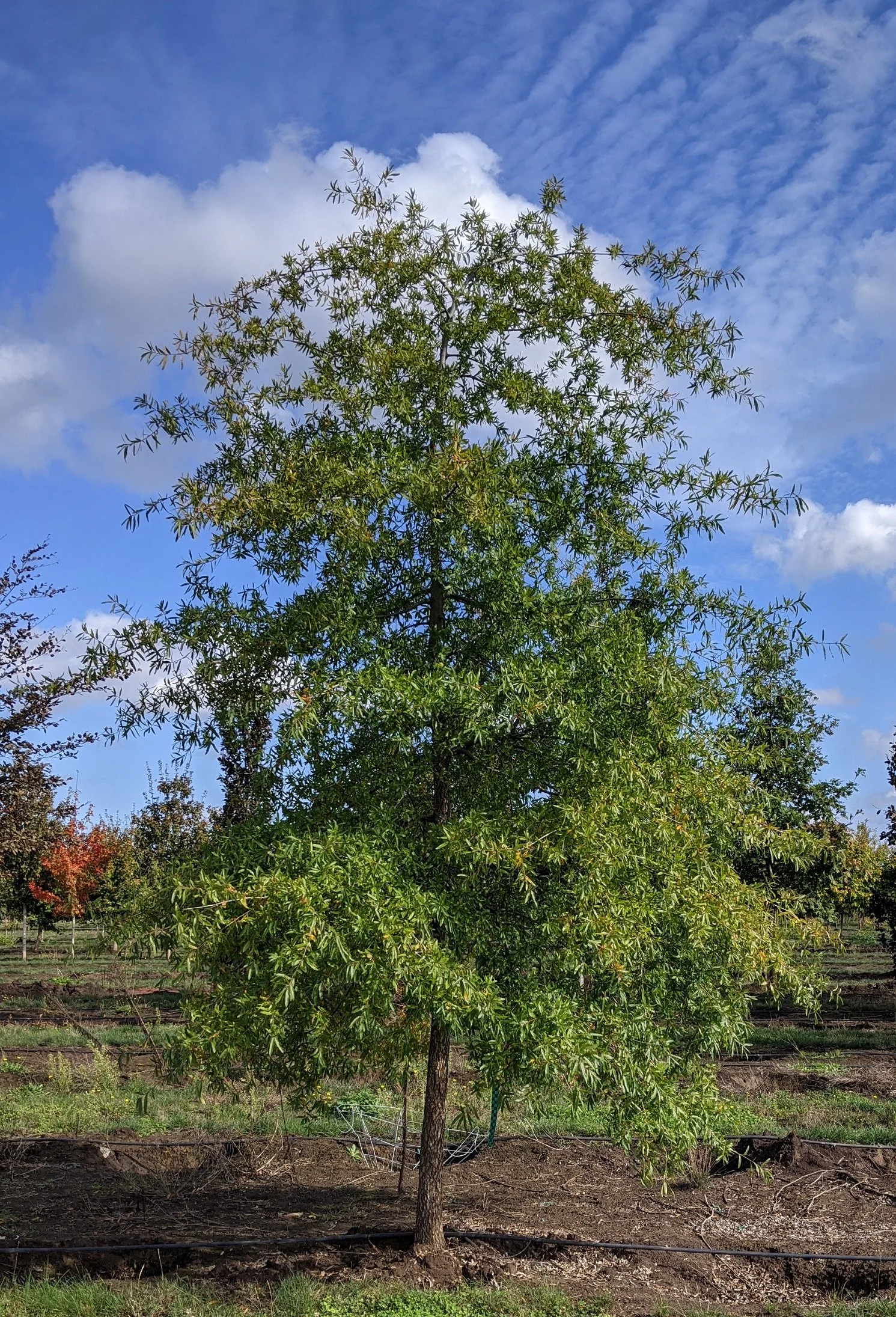 Willow Oak Quercus Phellos Northwest Shade Trees willow-oak-quercus-phellos-northwest-shade-trees