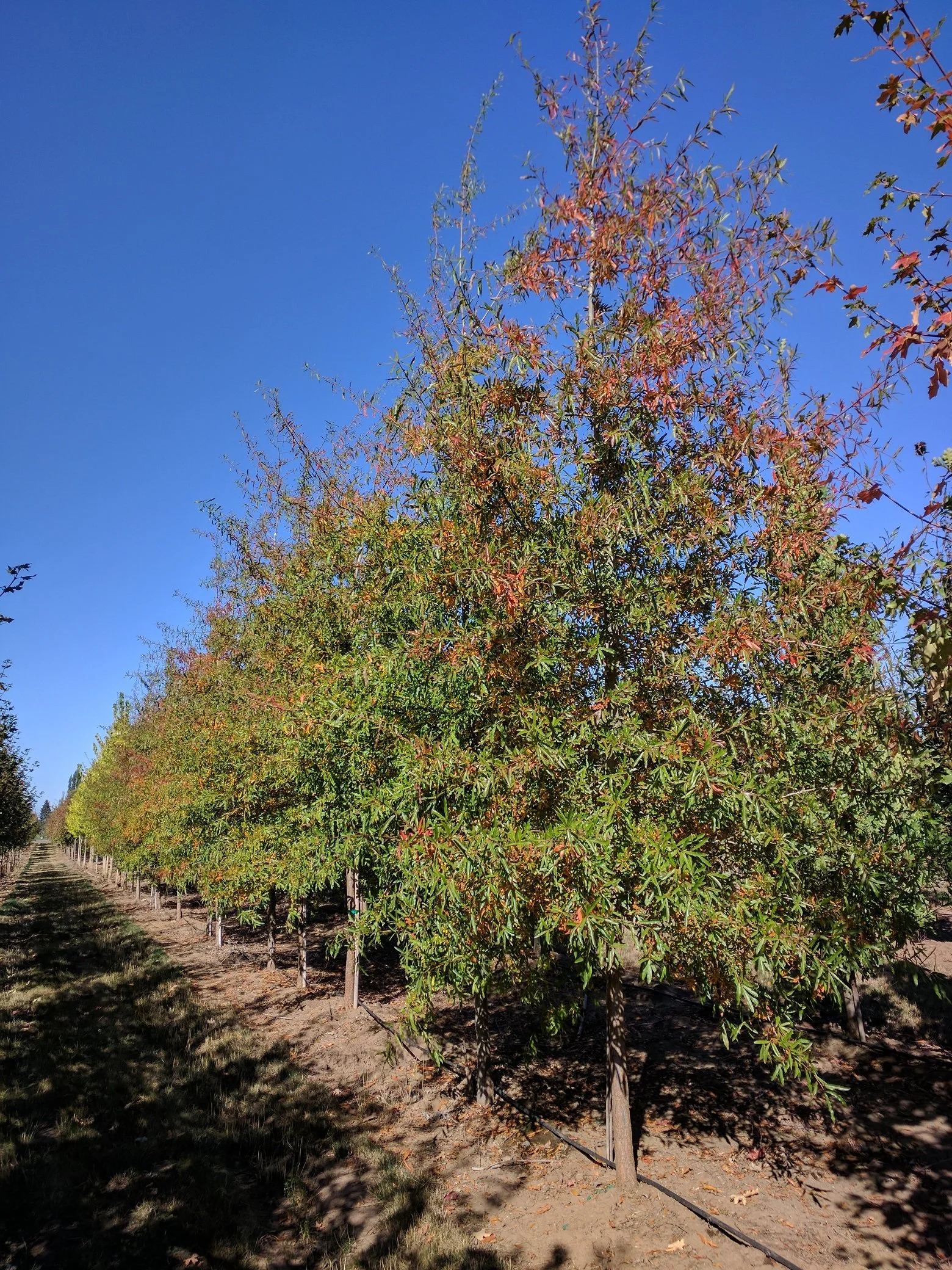 Quercus Phellos Fall Color Quercus Phellos Fall Color
