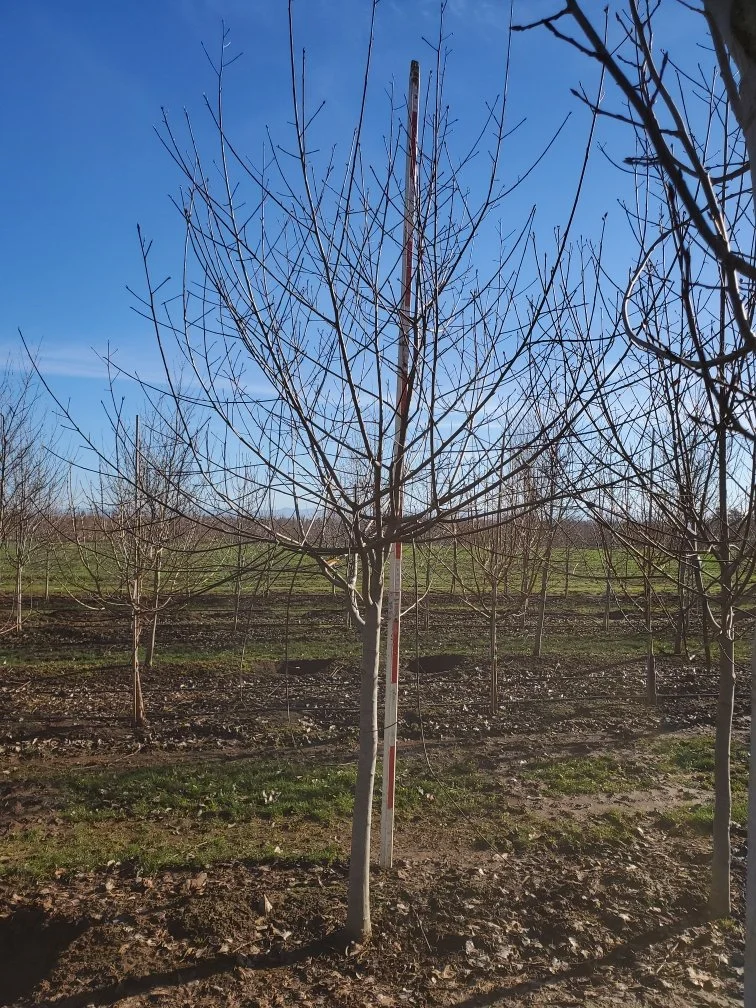 Rhamnus purshiana | Cascara — Northwest Shade Trees