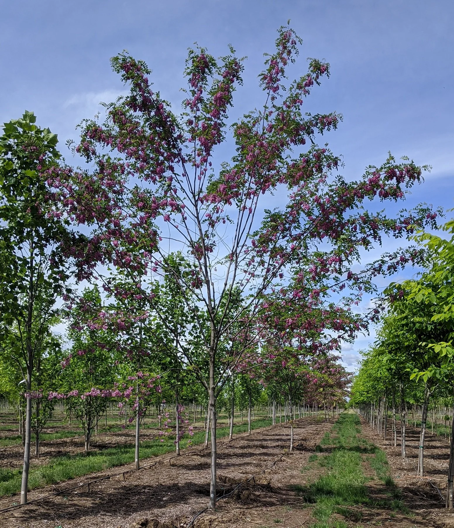Robinia pseudoacacia 'Purple Robe' | Black Locust 'Purple Robe ...