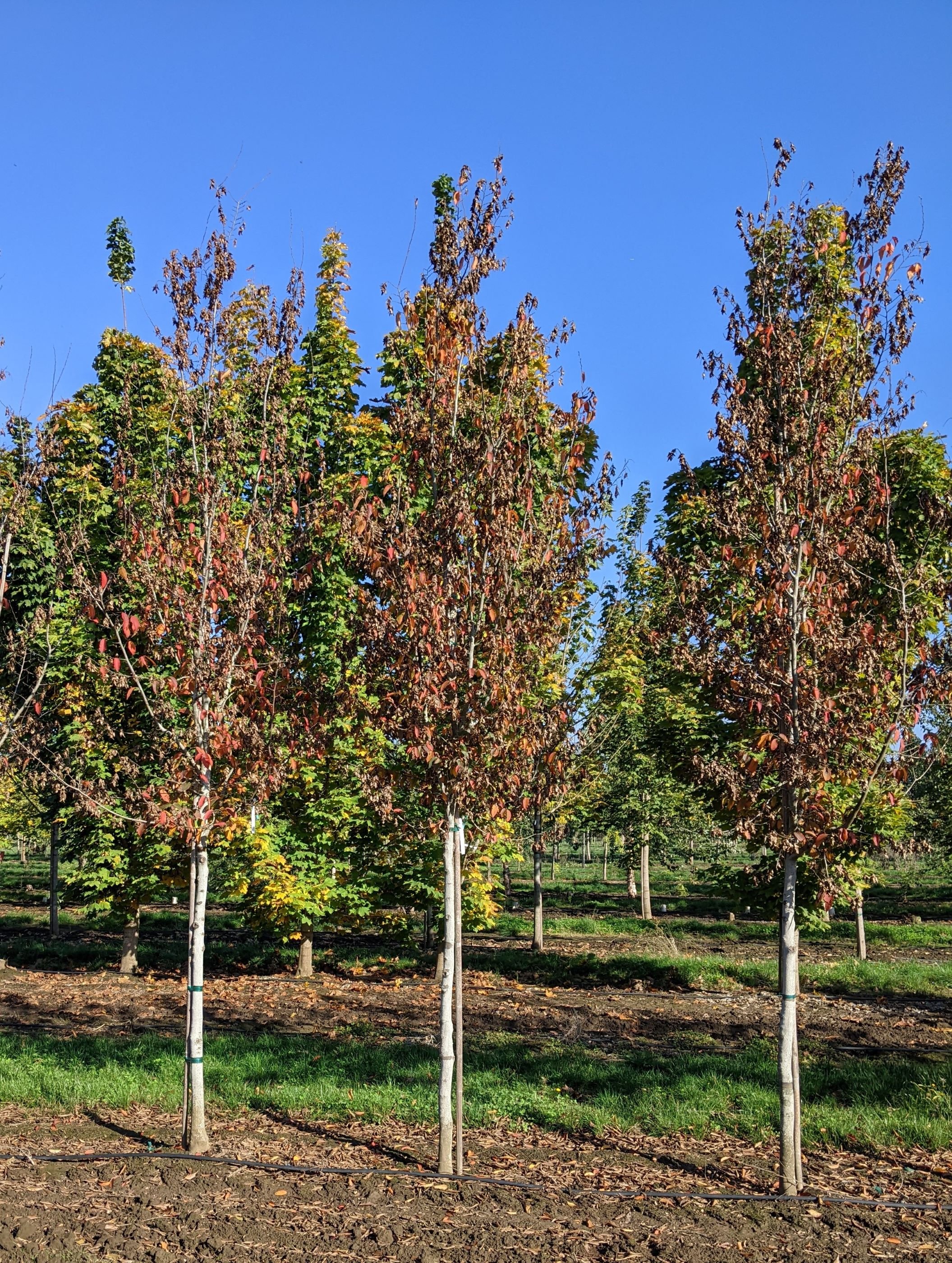Beech Tree Rising Fire Rising Fire® American Hornbeam | Carpinus caroliniana 'Uxbridge ...
