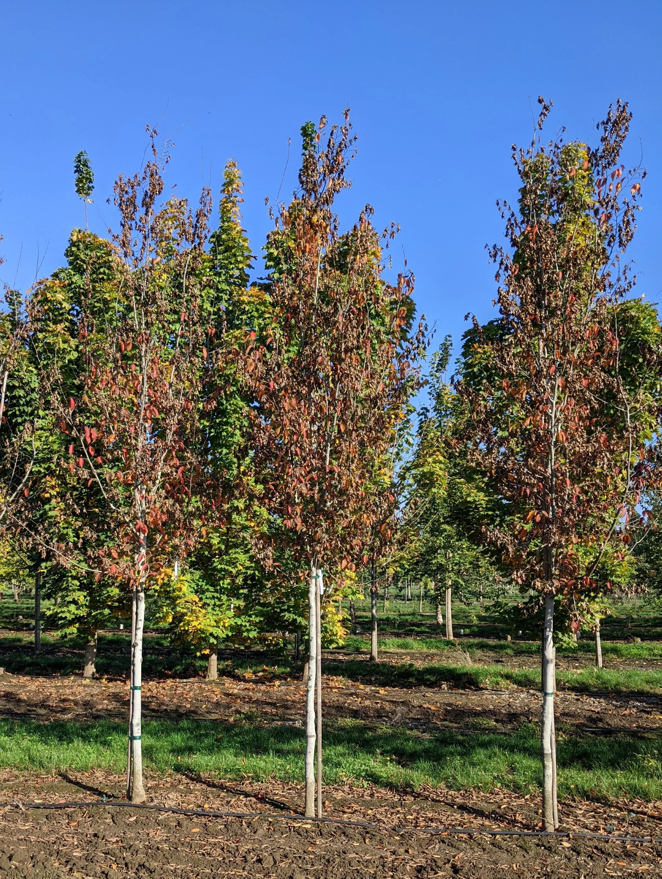 Rising Fire® American Hornbeam | Carpinus caroliniana 'Uxbridge ...