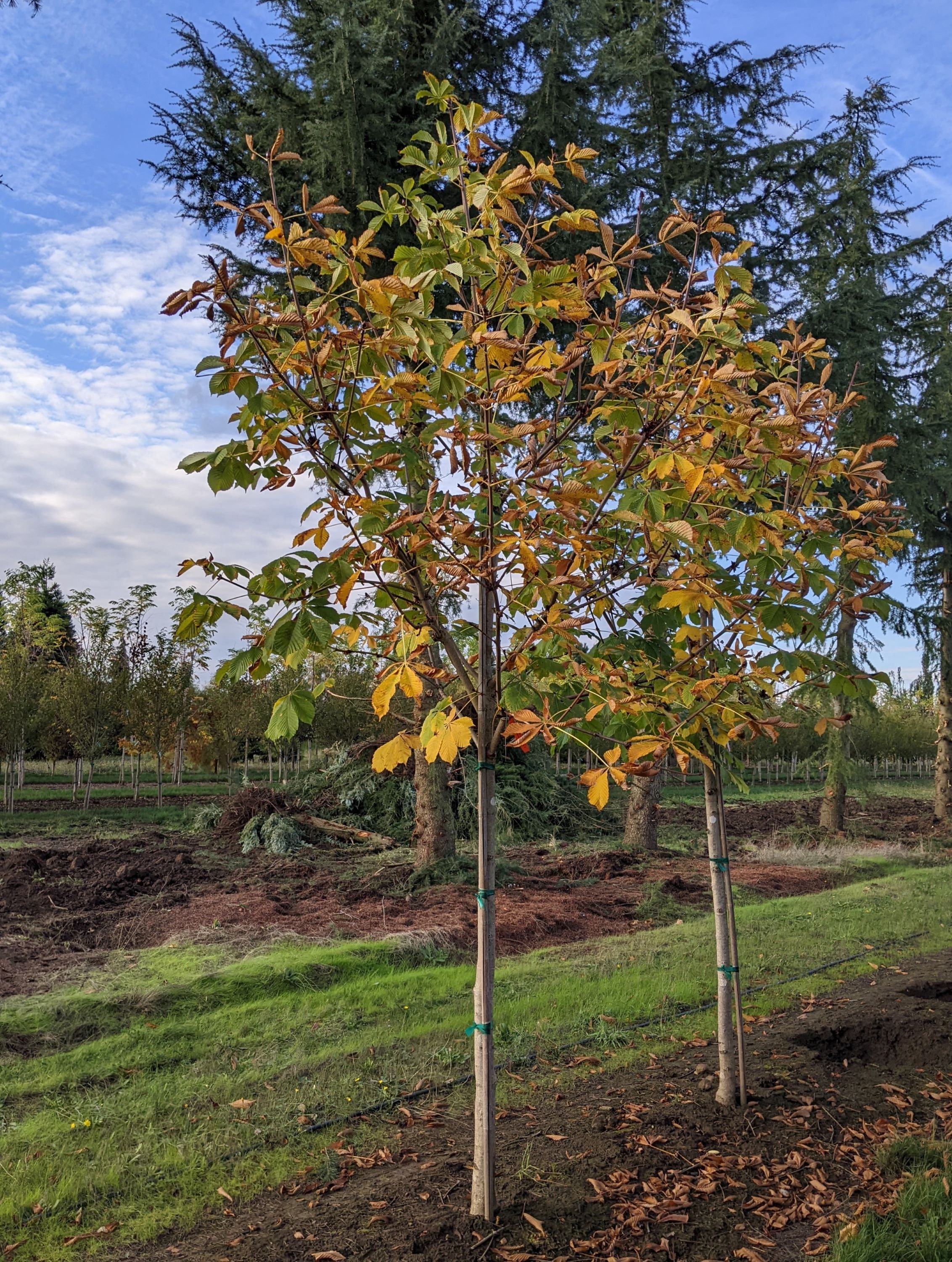 Baumann Double Horsechestnut | Aesculus hippocastanum Baumannii