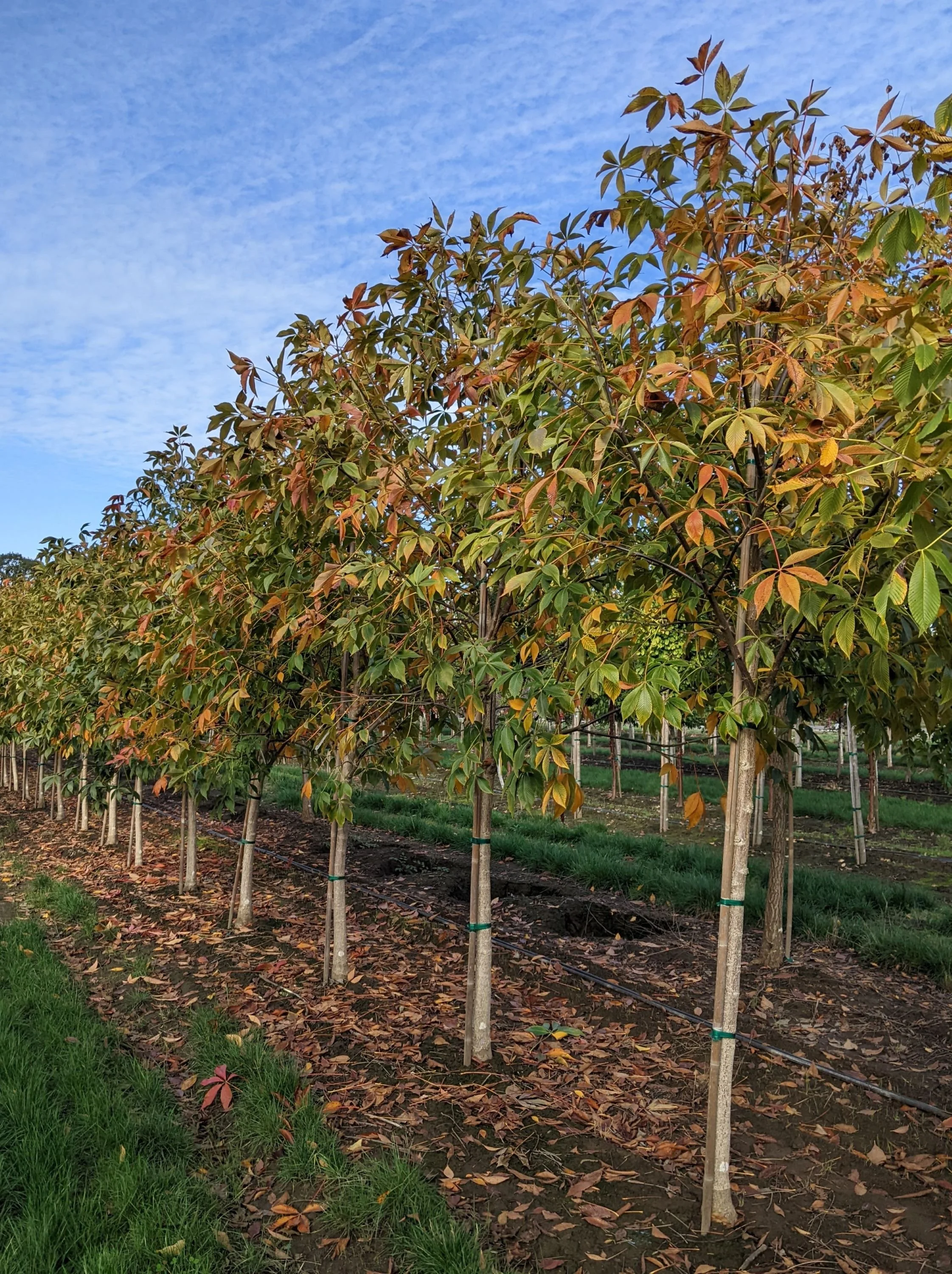 Splendor Tree Autumn Splendor Buckeye | Aesculus x arnoldiana 'Autumn Splendor ...