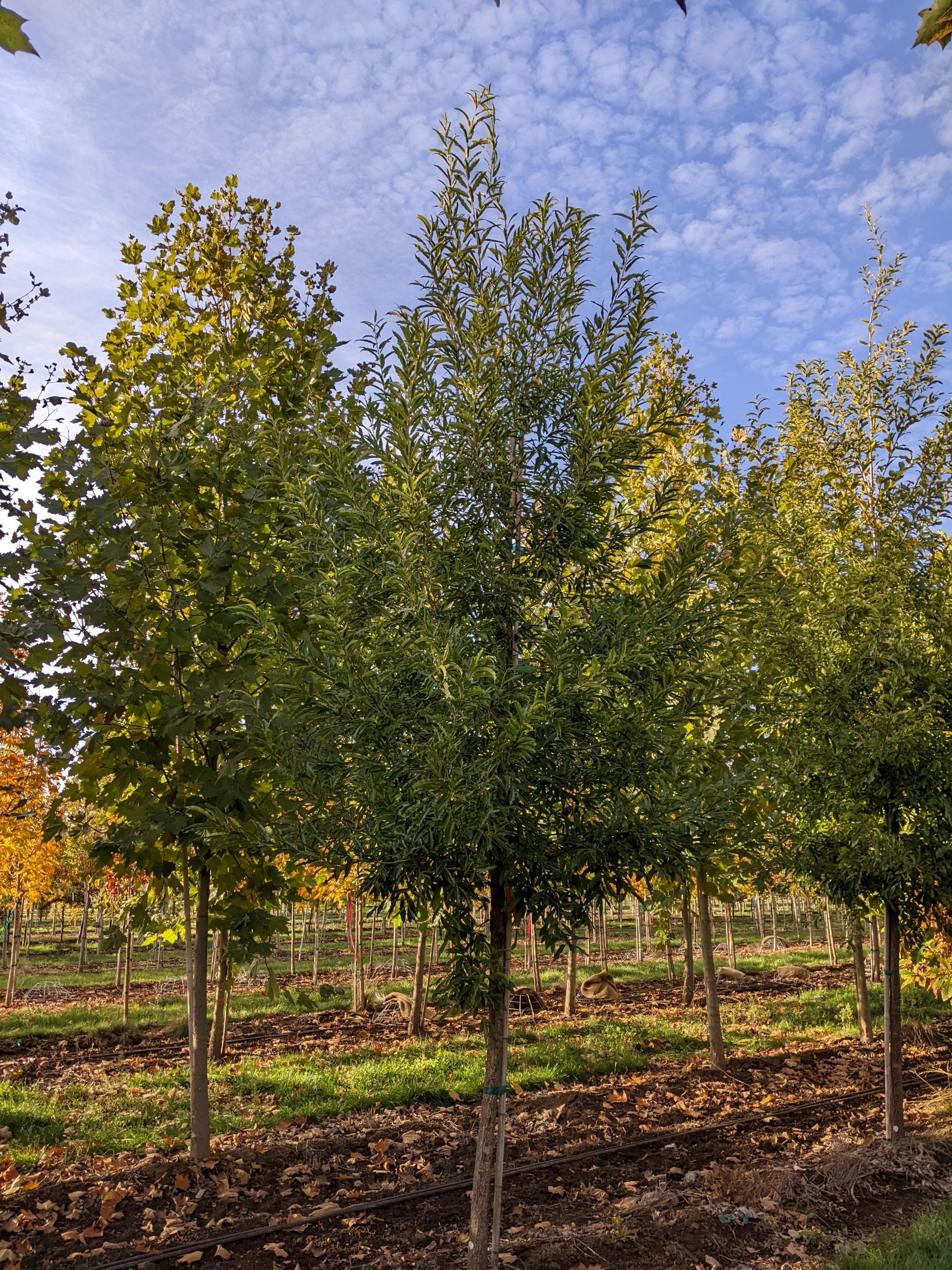 Cutis Tree Quercus acutissima | Sawtooth Oak — Northwest Shade Trees