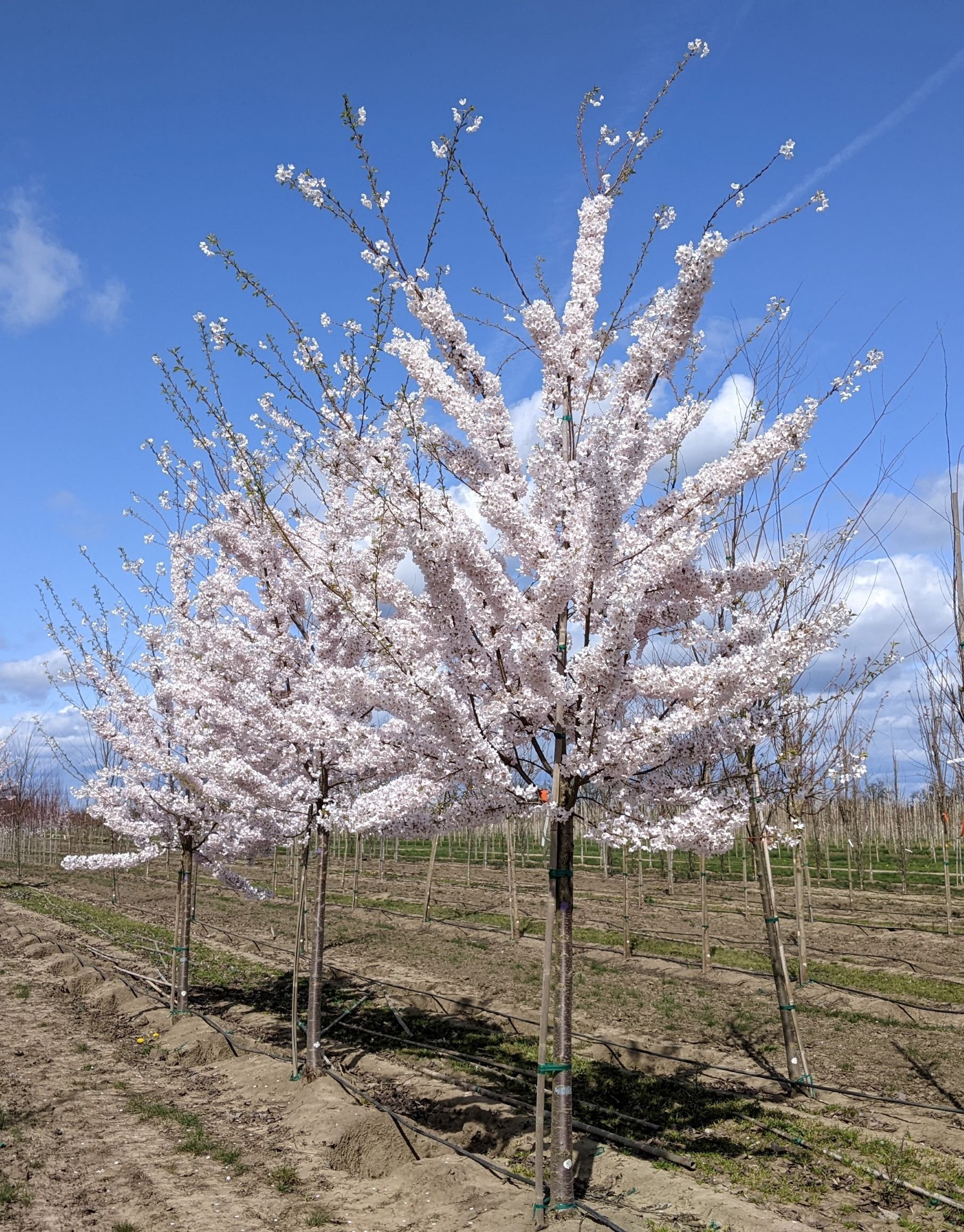 Akebono Cherry | Prunus x yedoensis 'Akebono' — Northwest Shade Trees