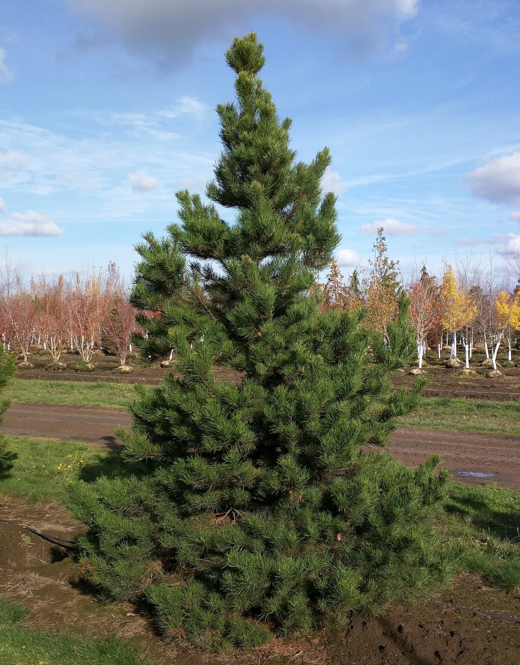 Shore Pine | Pinus contorta var. contorta — Northwest Shade Trees