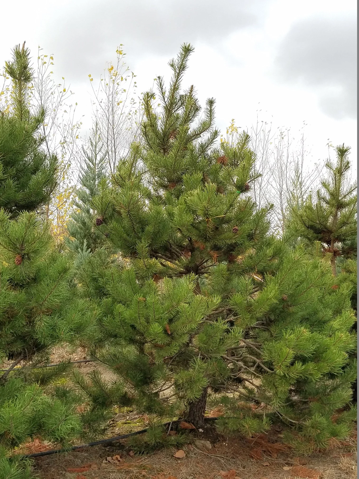 Shore Pine | Pinus contorta var. contorta — Northwest Shade Trees