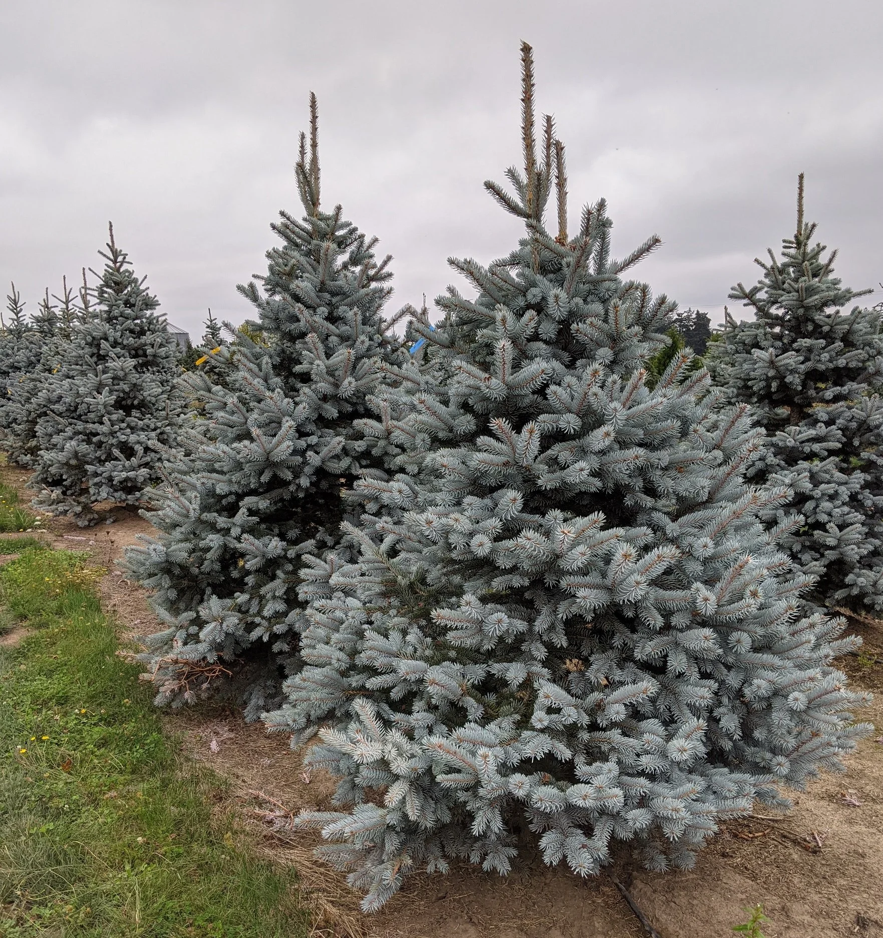 Hoopsii Blue Spruce | Picea pungens 'Hoopsii' — Northwest Shade Trees