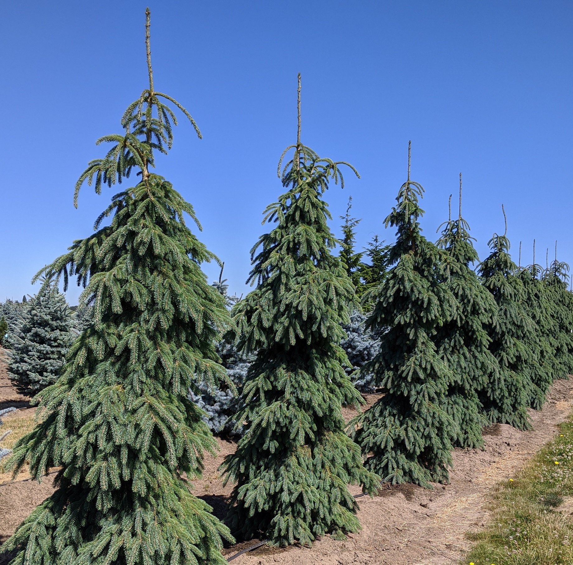 Pendula Spruce | Picea glauca 'Pendula' — Northwest Shade Trees