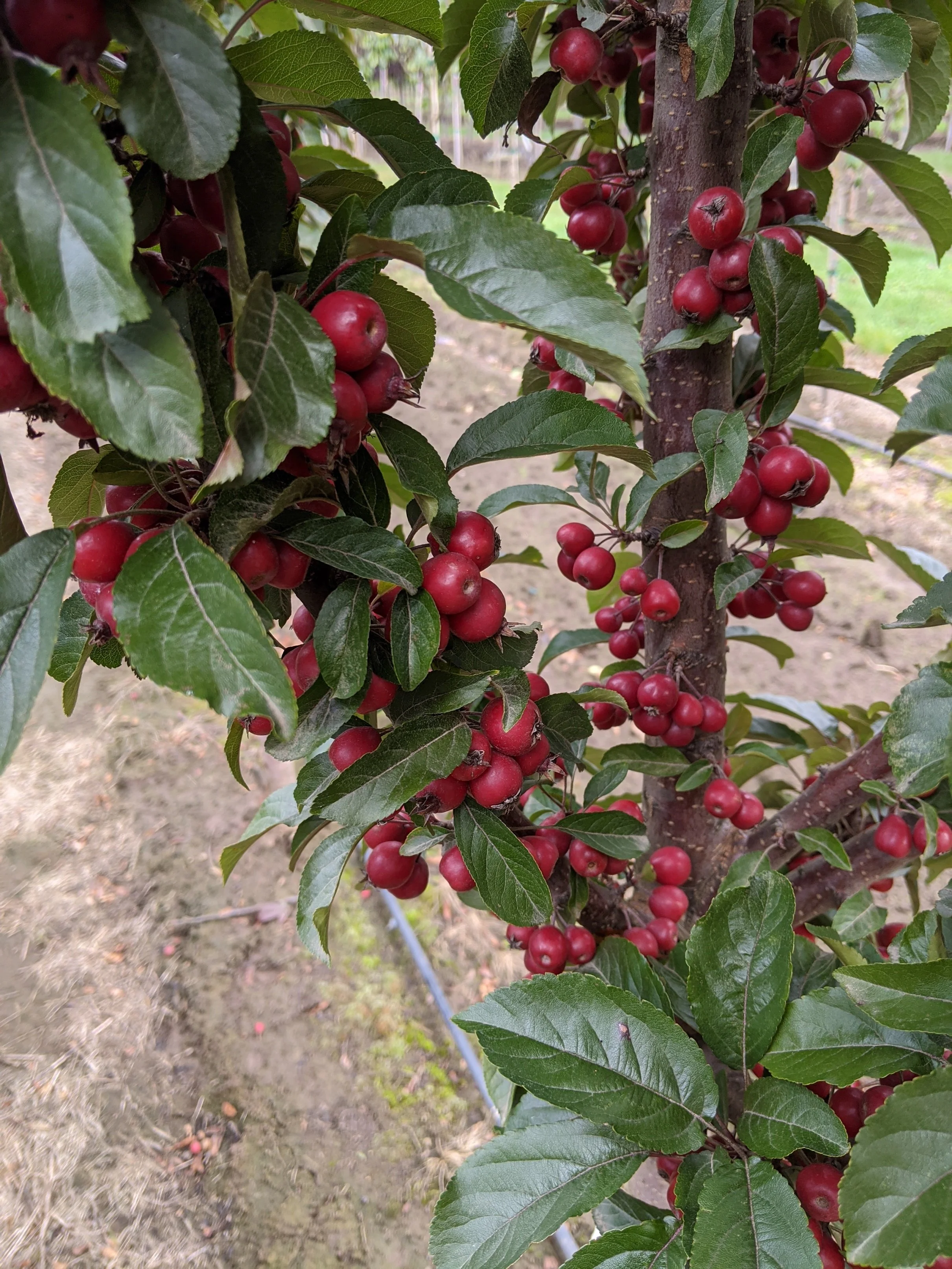 Malu Raspberry Variety Raspberry Spear® Crabapple | Malus 'JFS KW213MX' — Northwest Shade Trees