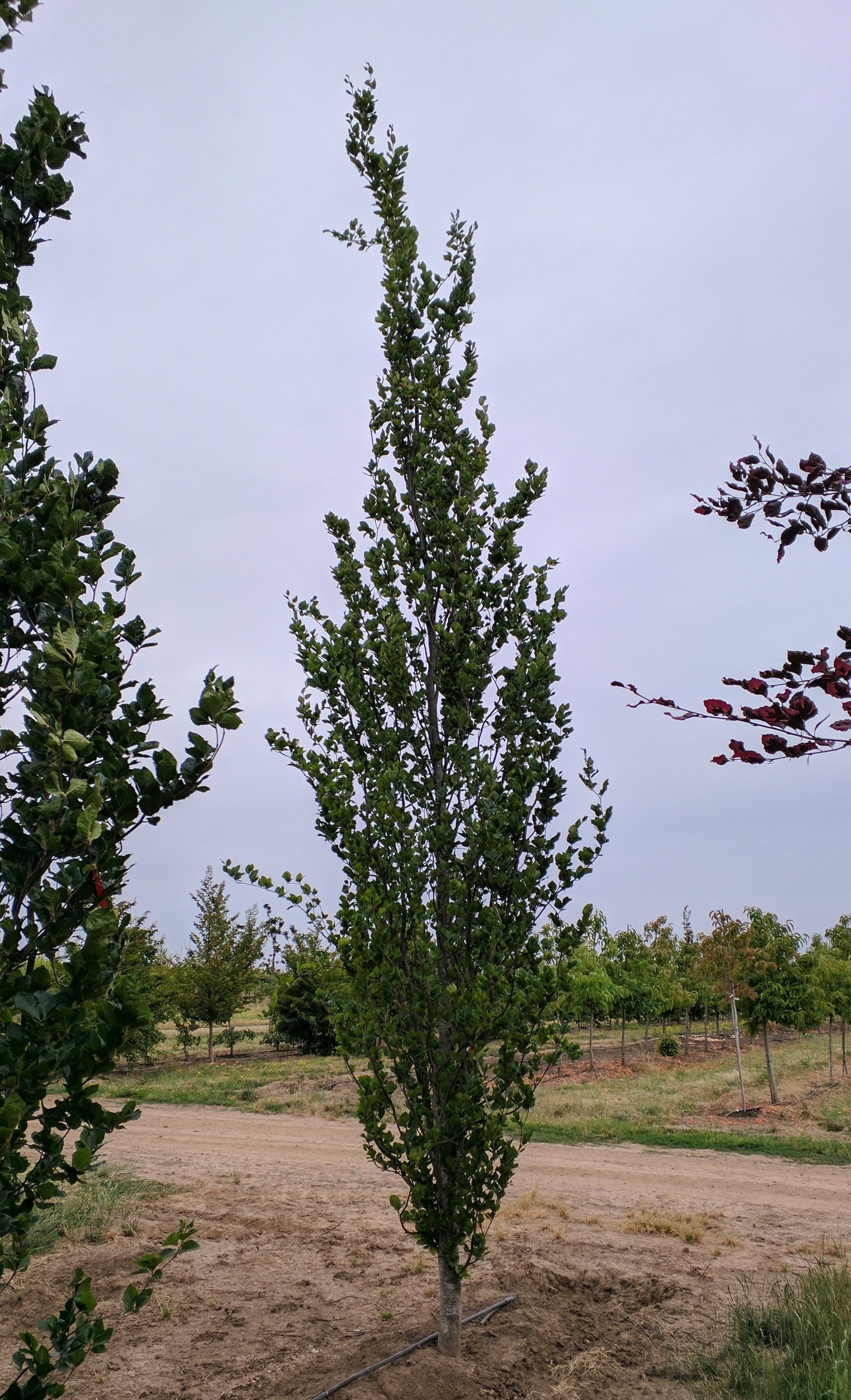 Fastigiate Shape Fastigiate Beech | Fagus sylvatica 'Fastigiata' — Northwest Shade Trees
