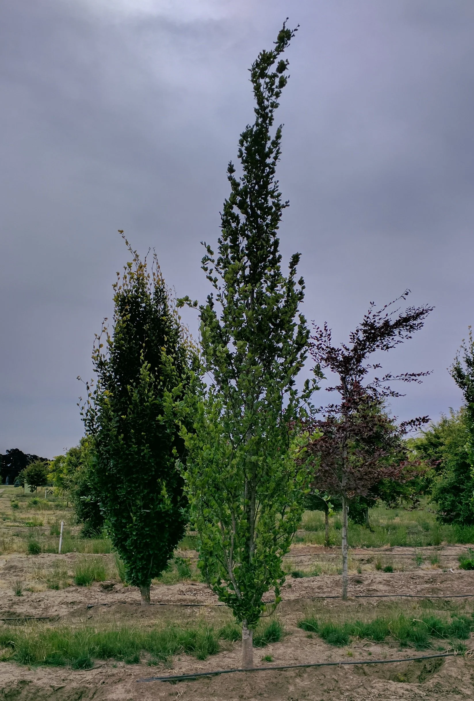 Fastigiate Beech | Fagus sylvatica 'Fastigiata' — Northwest Shade Trees