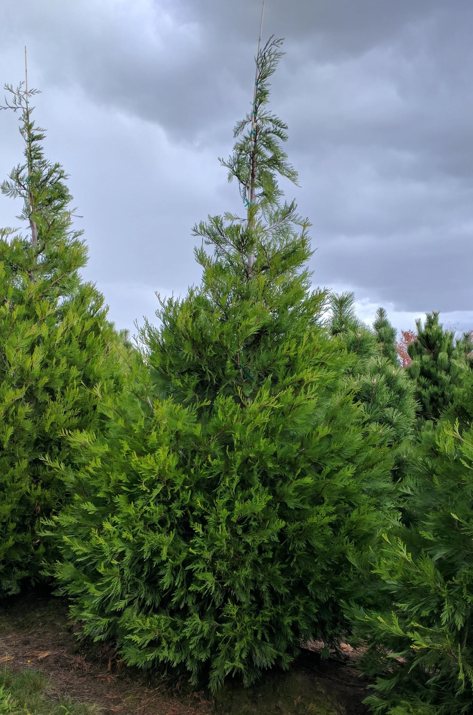 Incense Cedar | Calocedrus decurrens — Northwest Shade Trees