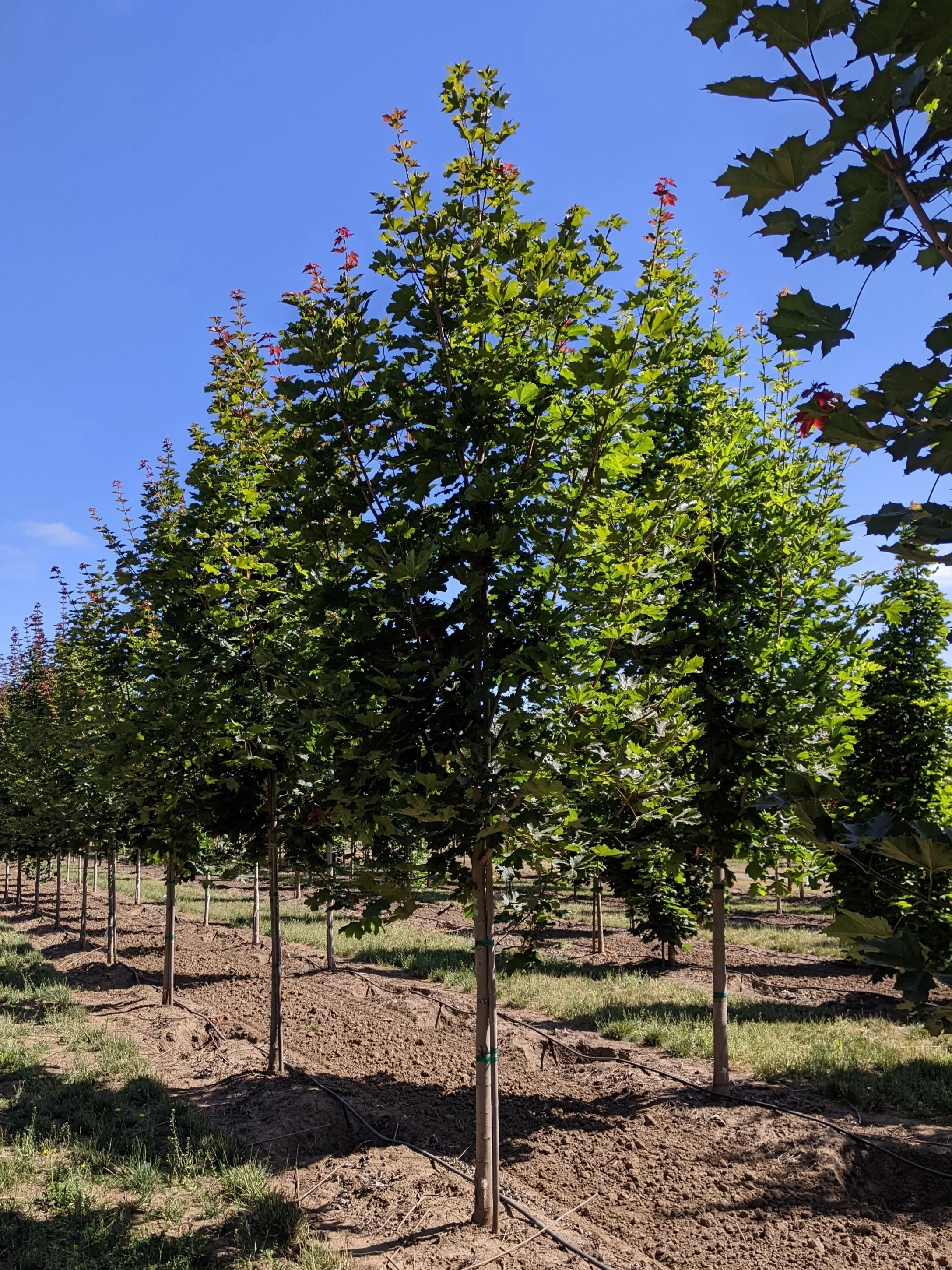 Tree Deb Deborah Maple | Acer platanoides 'Deborah' — Northwest Shade Trees