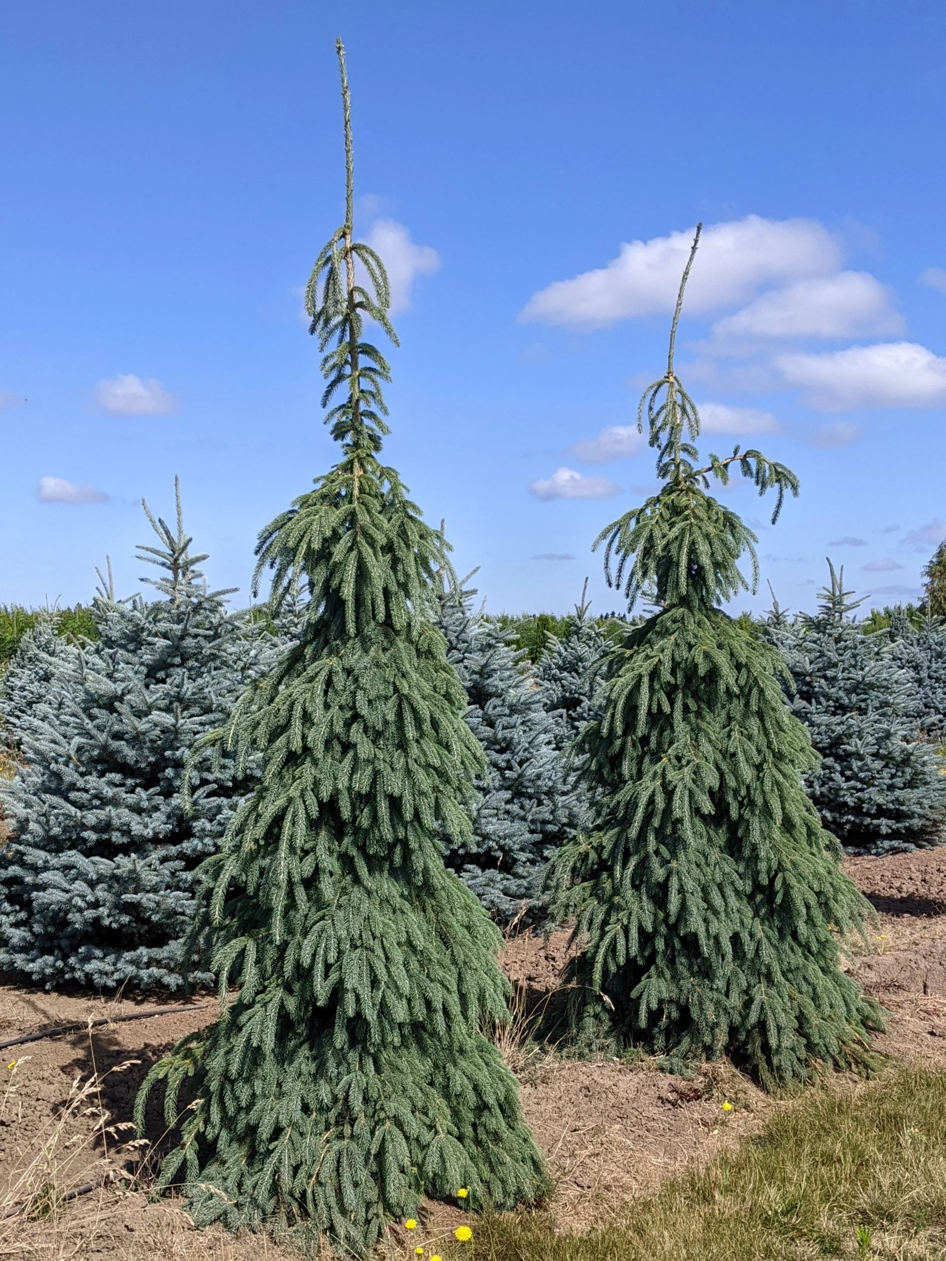 Pendula Spruce | Picea glauca 'Pendula' — Northwest Shade Trees