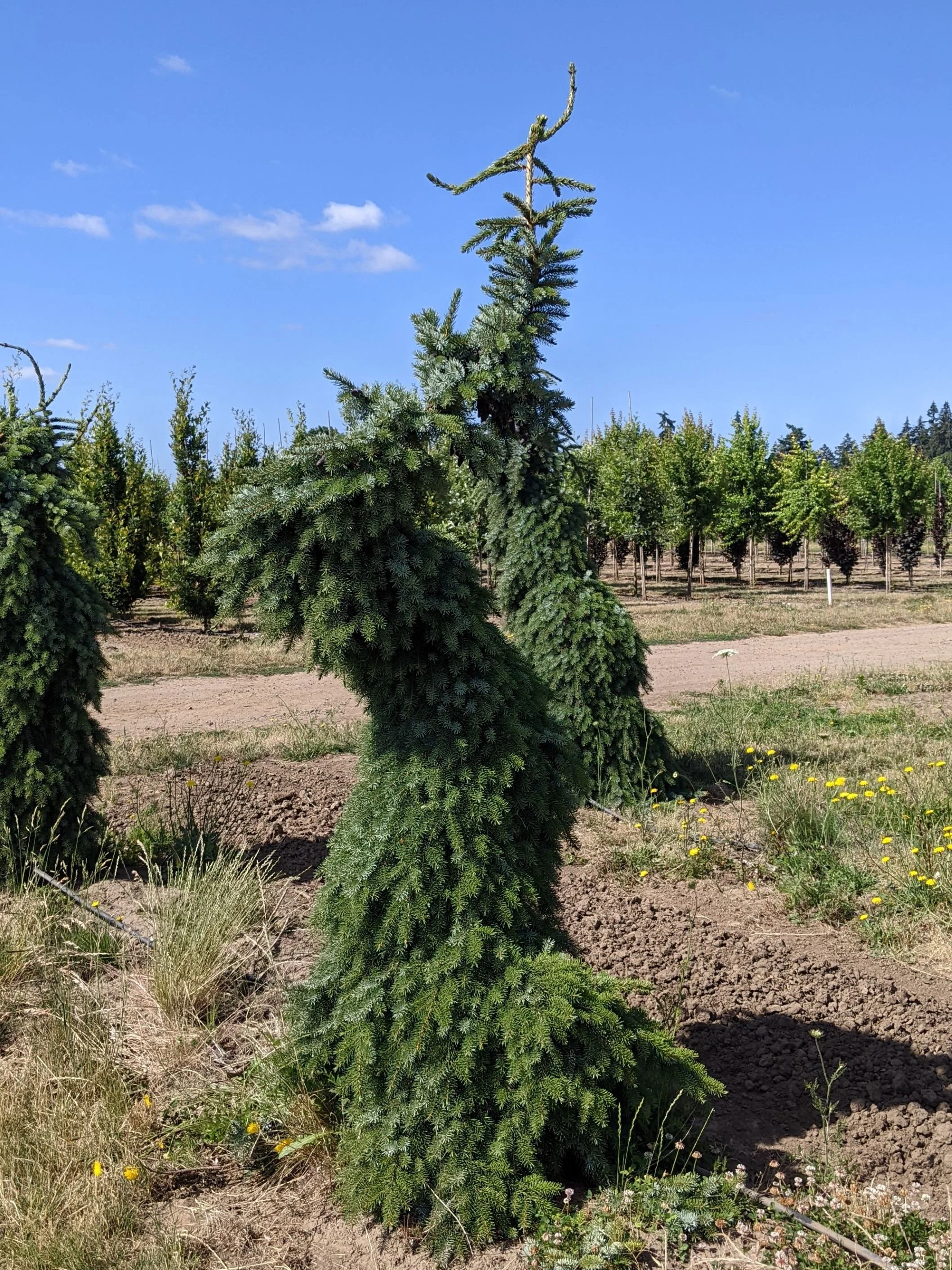 Bruns Weeping Serbian Spruce | Picea omorika 'Pendula Bruns ...