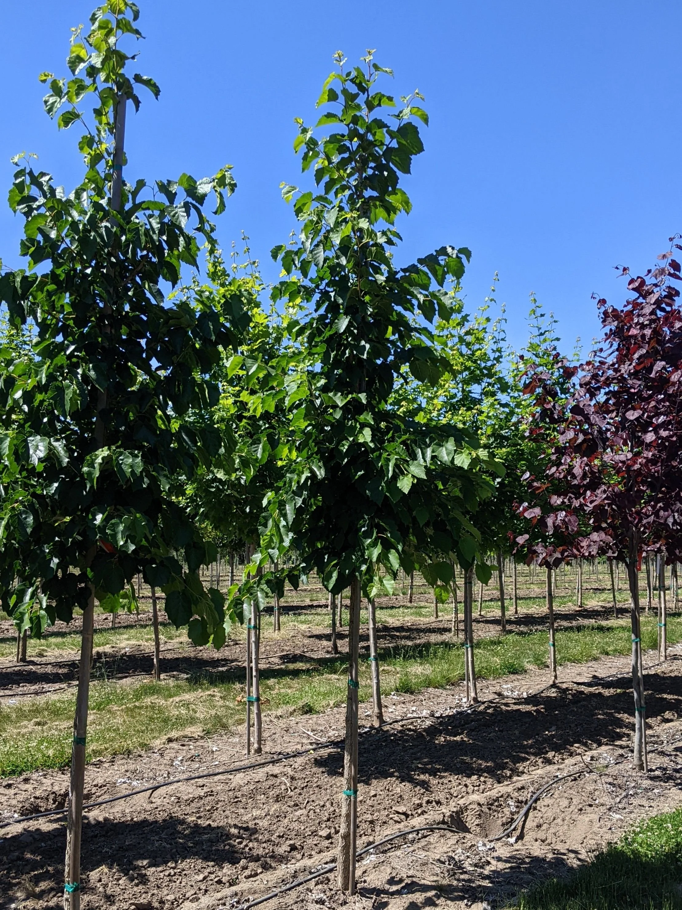 Turkish Hazel Filbert | Corylus colurna — Northwest Shade Trees