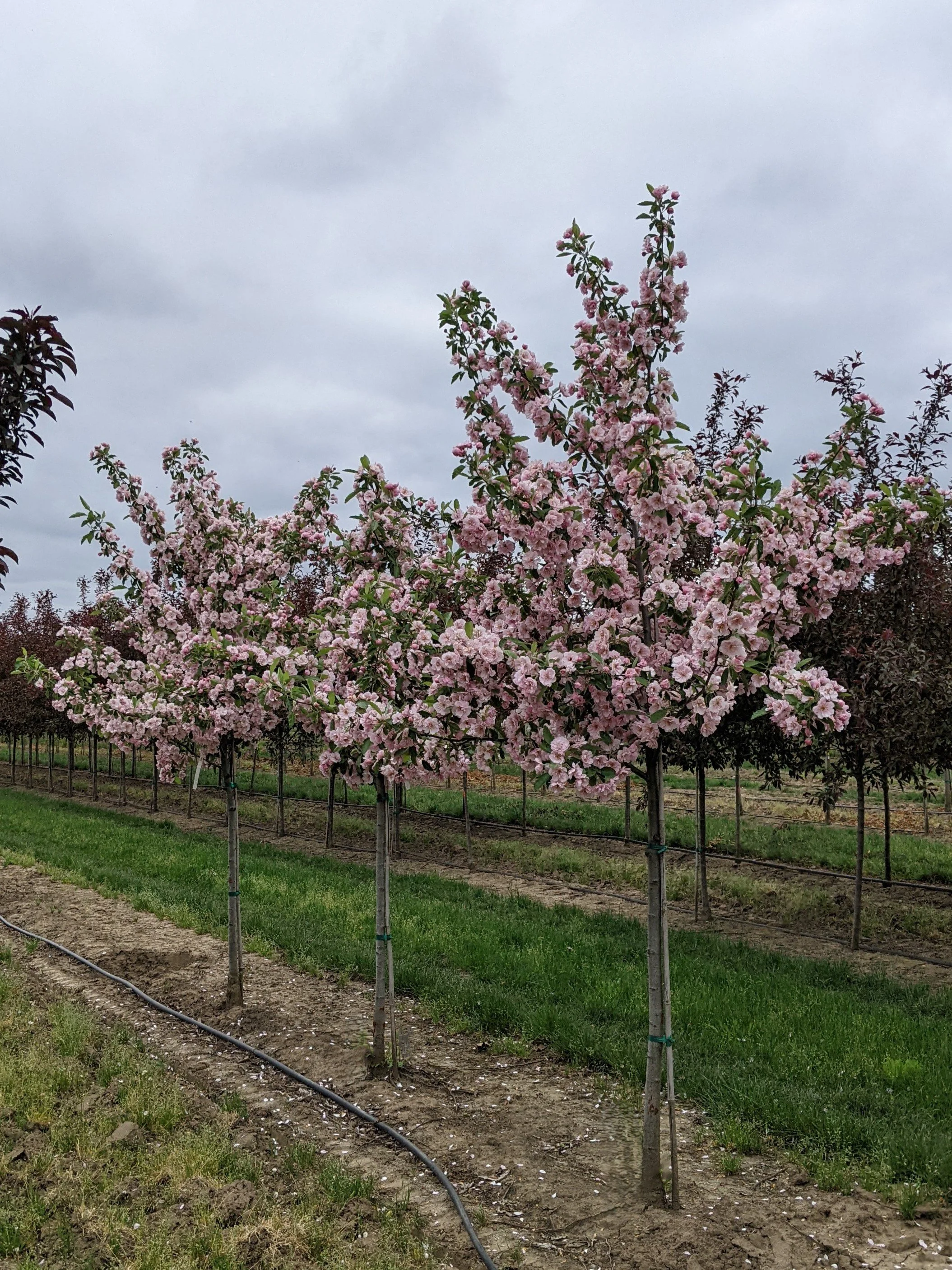 Malus Prairie Rose