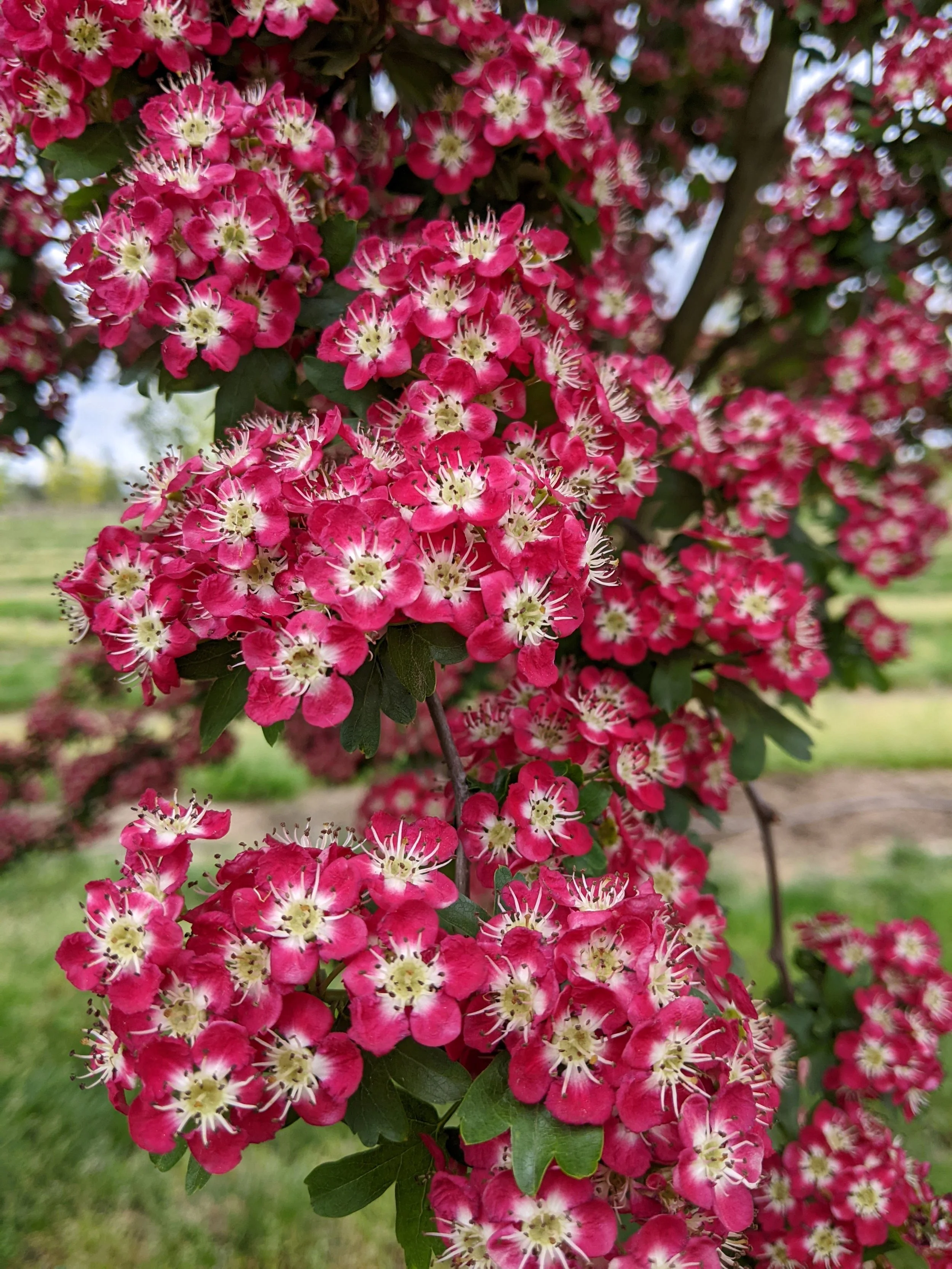 Elegant Crimson Cloud Hawthorn Photos