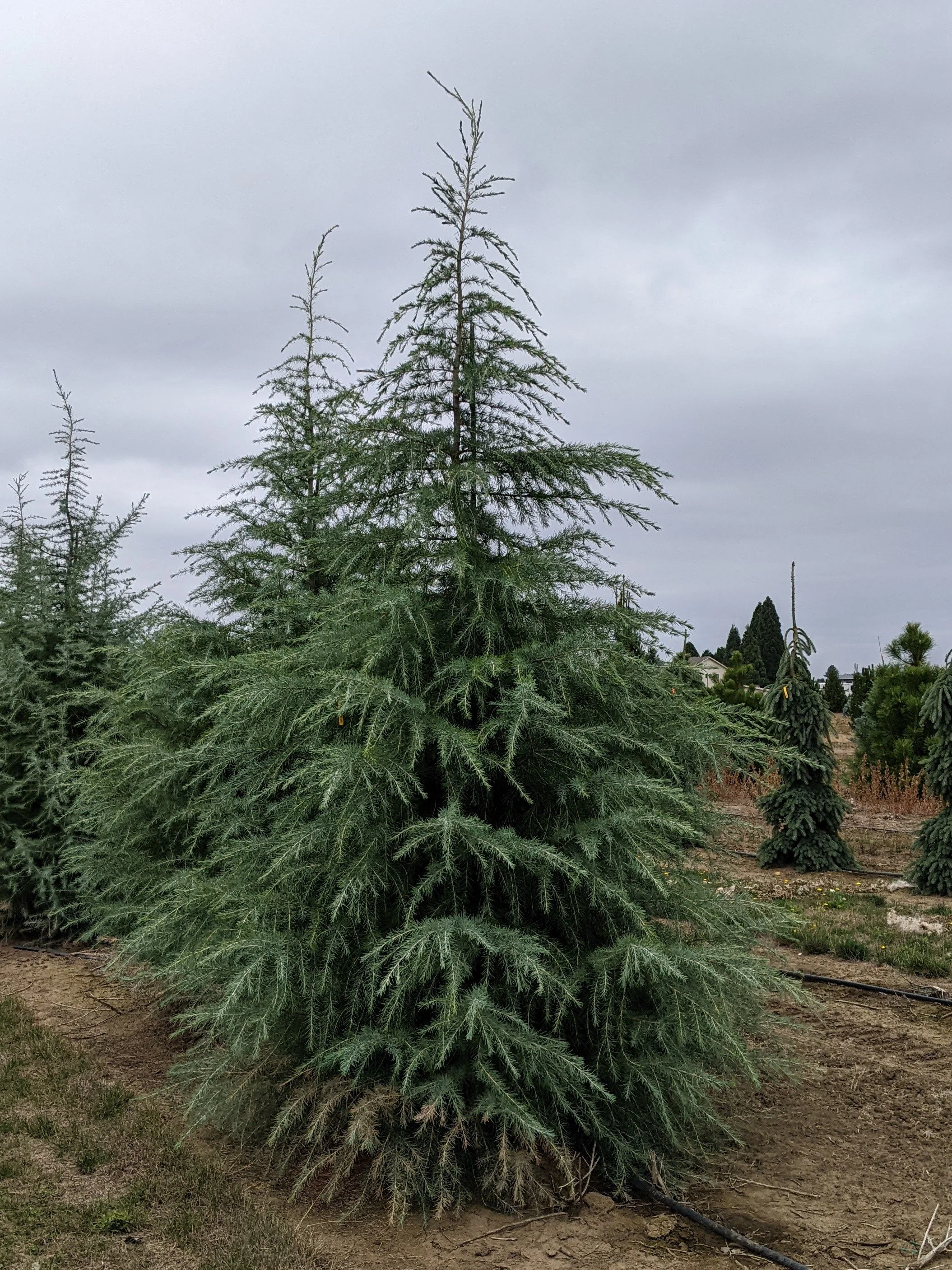 Deodar Cedar | Cedrus deodara — Northwest Shade Trees
