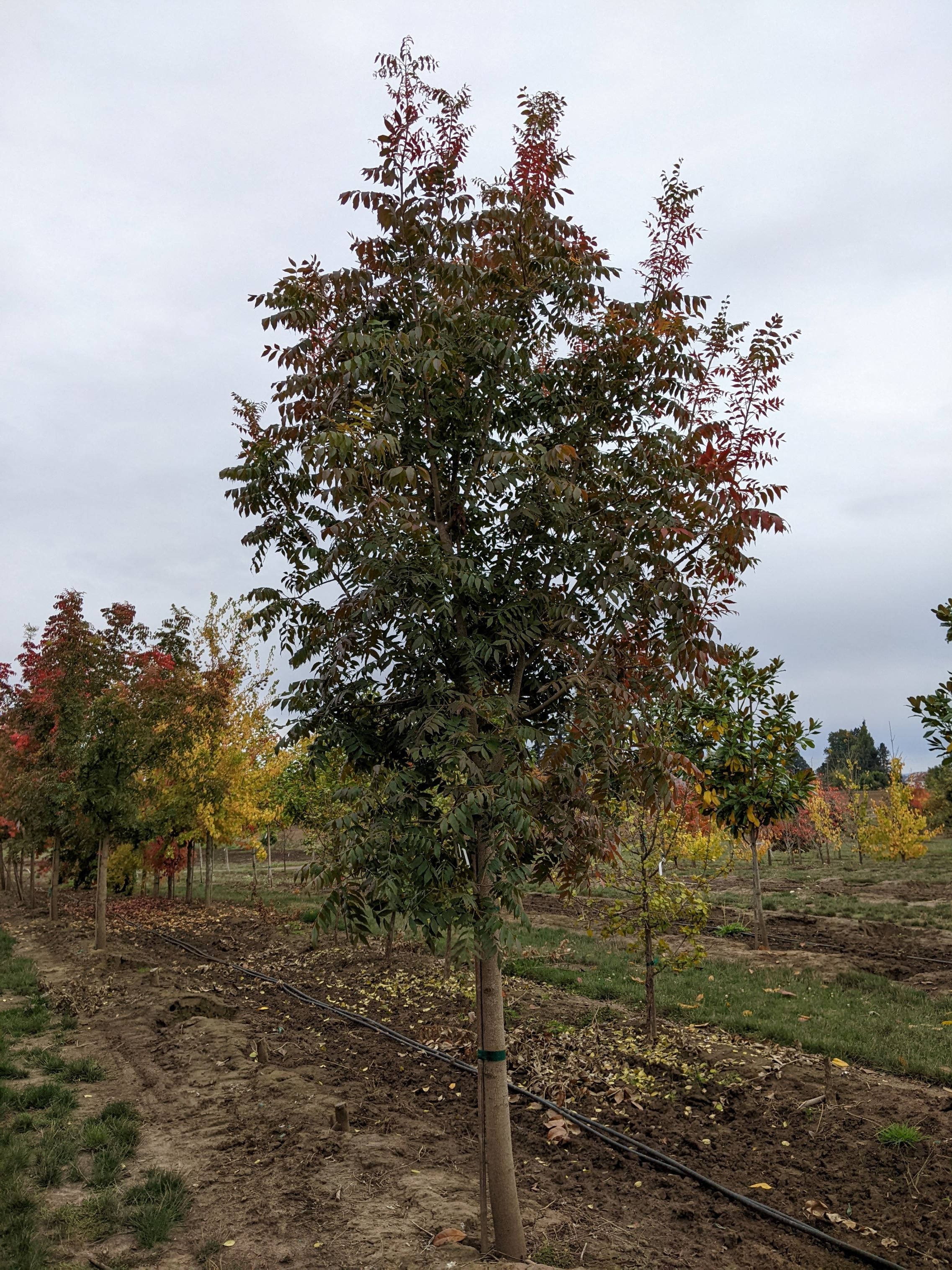 Chinese Pistache | Pistacia chinensis — Northwest Shade Trees
