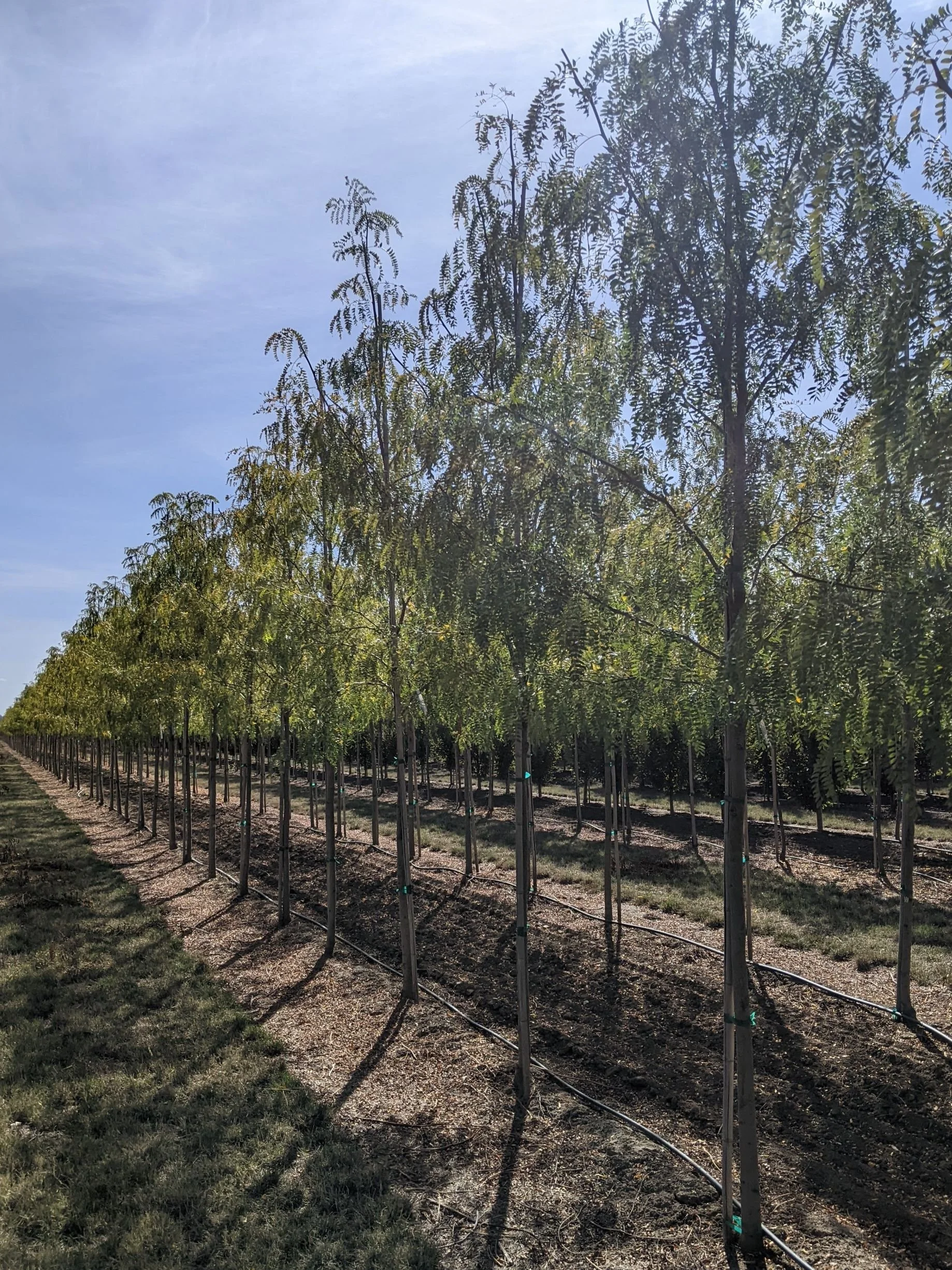 Northern Sentinel® Honeylocust | Gleditsia triacanthos 'JFS GMorgenson1 ...