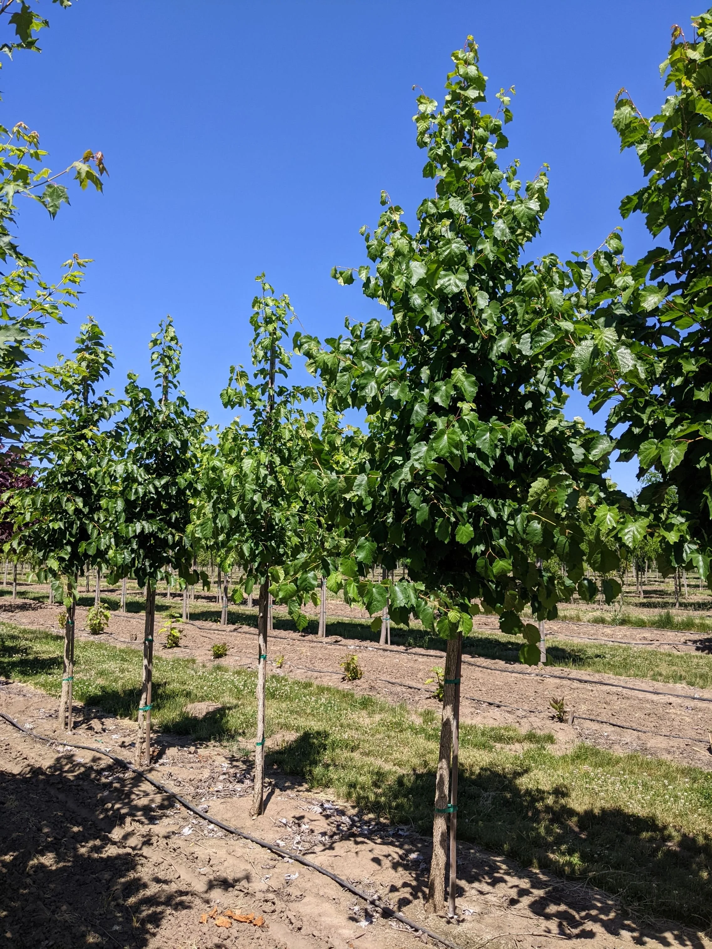 Turkish Hazel Filbert | Corylus colurna — Northwest Shade Trees