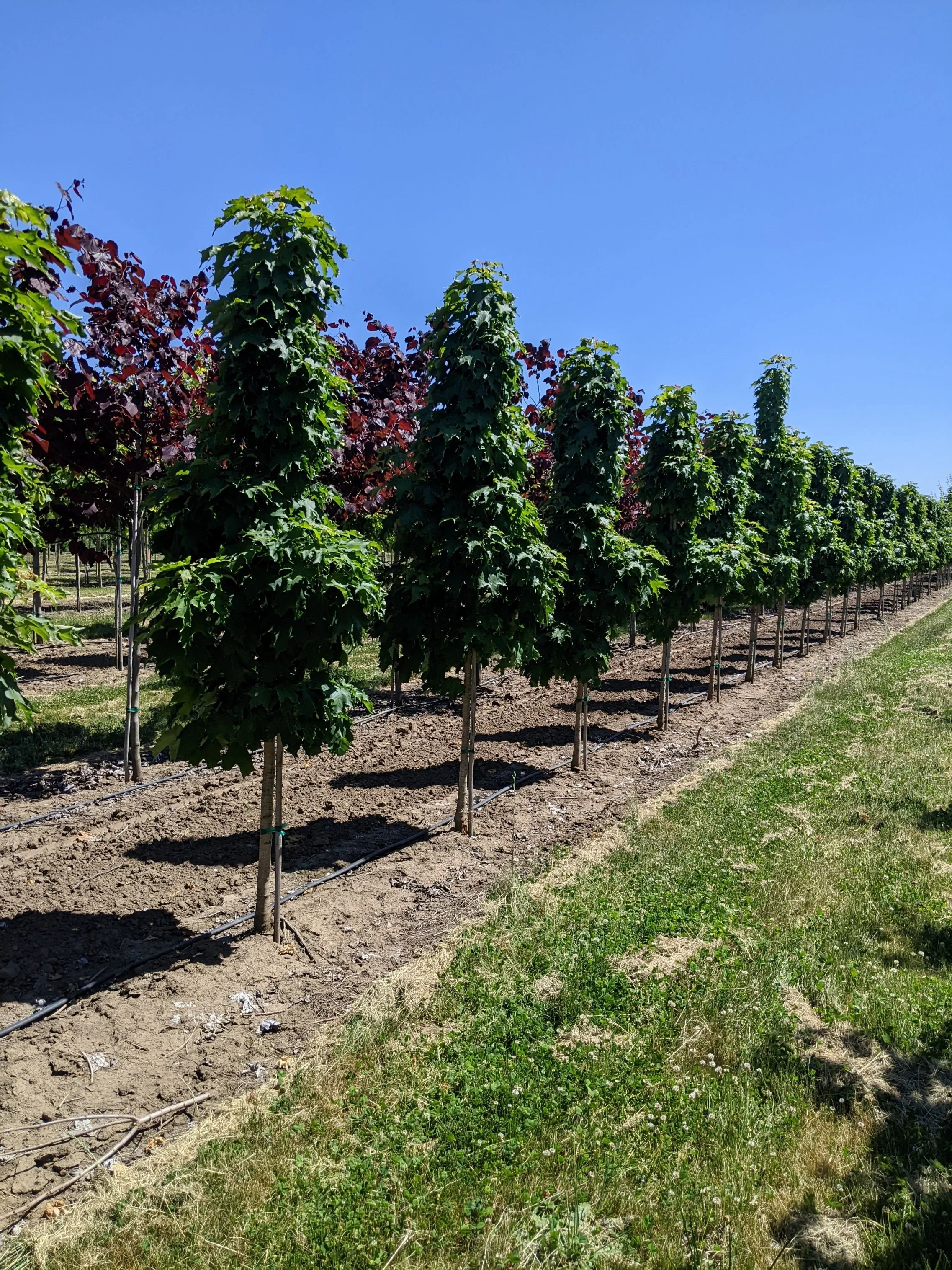 Apollo® Maple | Acer saccharum 'Barrett Cole' — Northwest Shade Trees