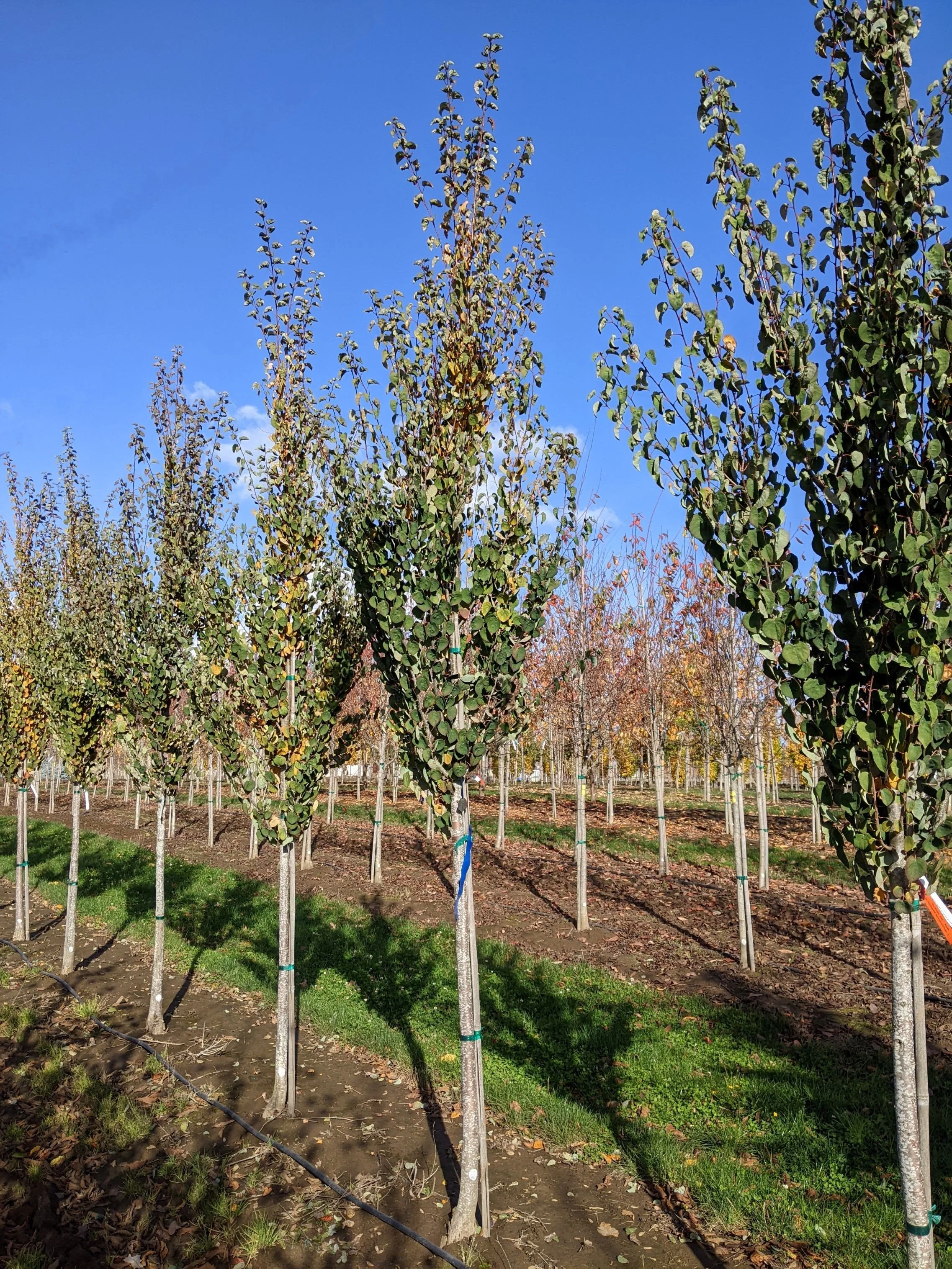 Red Fox Katsura Tree | Cercidiphyllum japonicum 'Rotfuchs' — Northwest ...